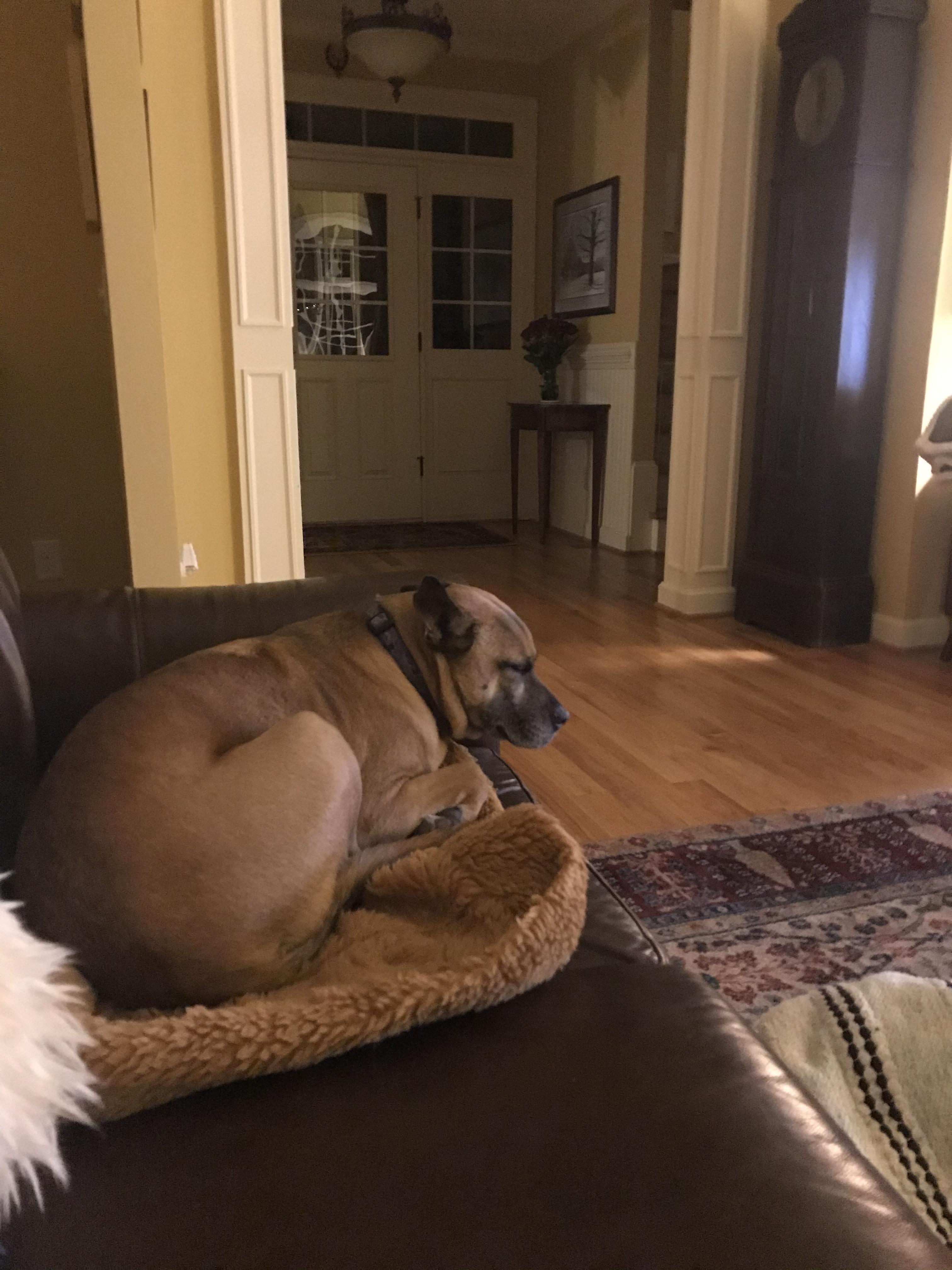 Even dogs can have an unflattering double chin photo every now and then. My dog is not