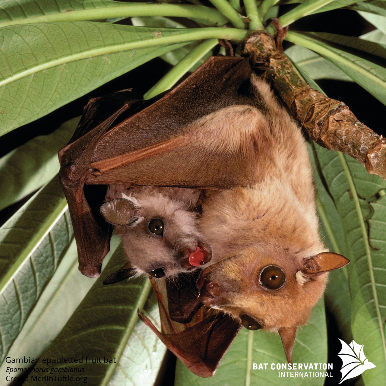 Mother bats speak "baby talk" to their pups. A recent study showed that