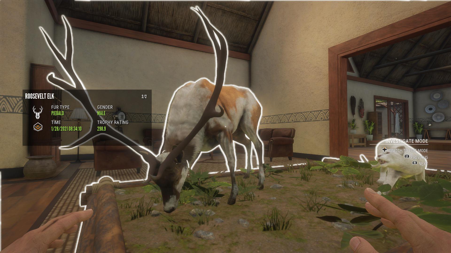 Just got this piebald Roosevelt Elk, it’s goes perfect with my albino