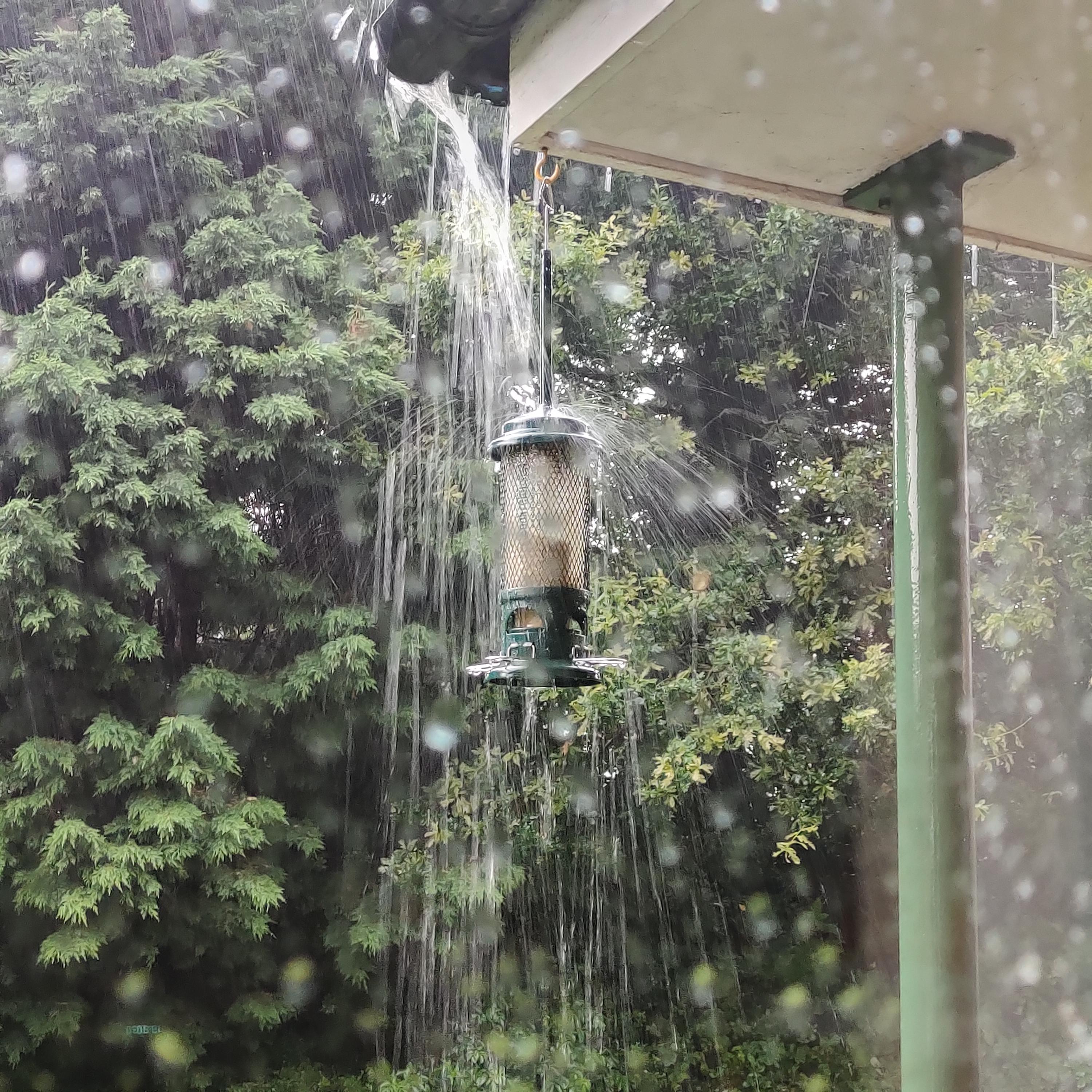 When your bird feeder turns into a bird shower r/CasualUK