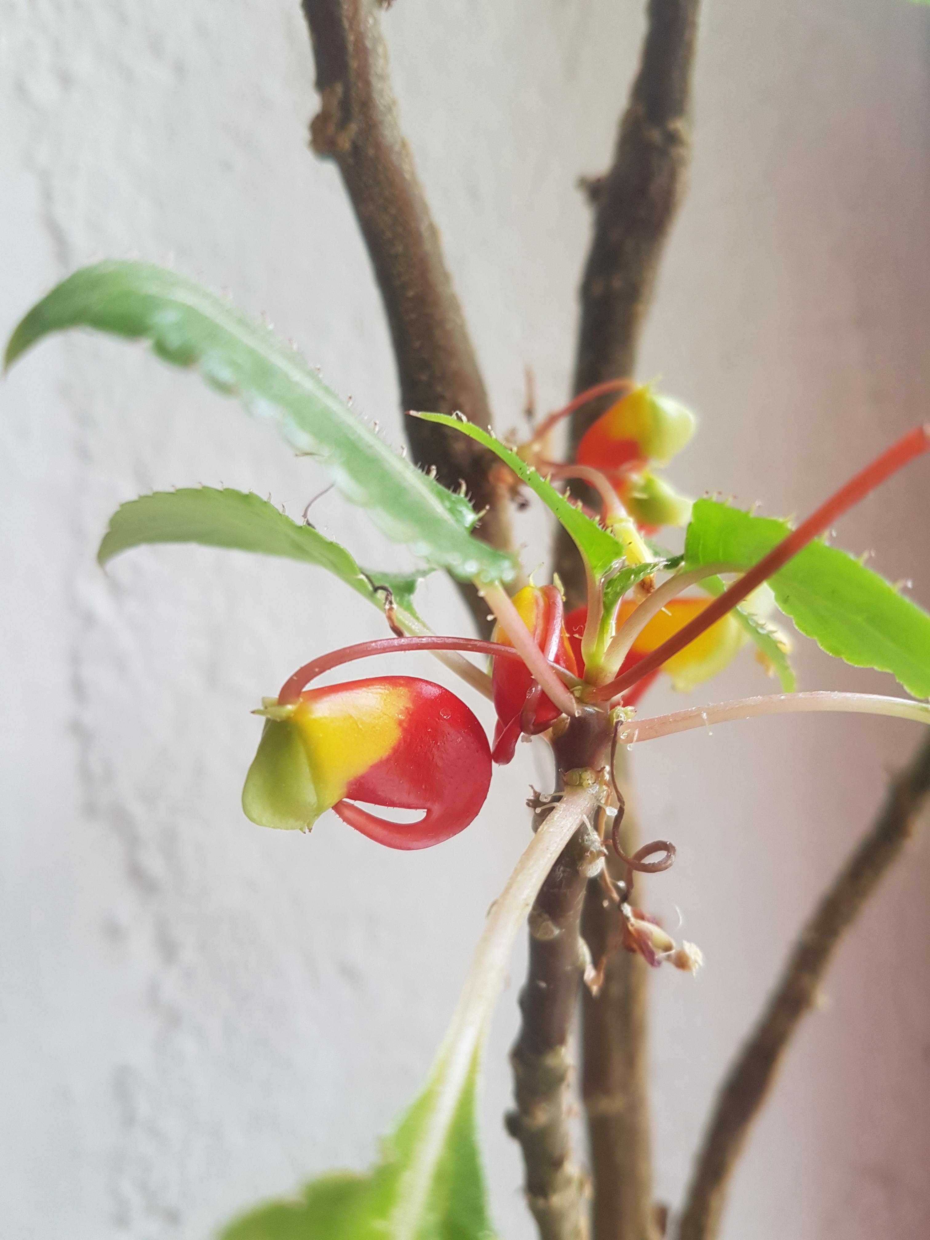 In my country this flower is called Parrot flower, can