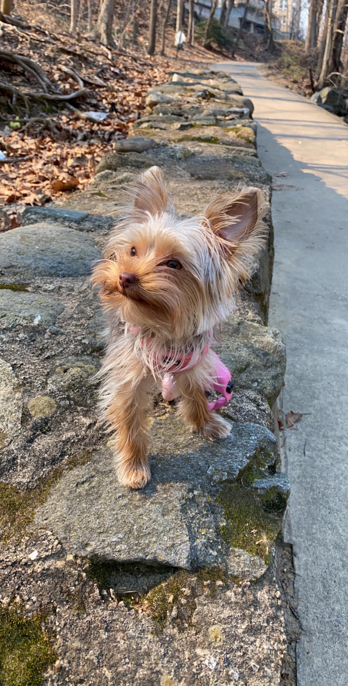 Loving the warm weather! r/Yorkies