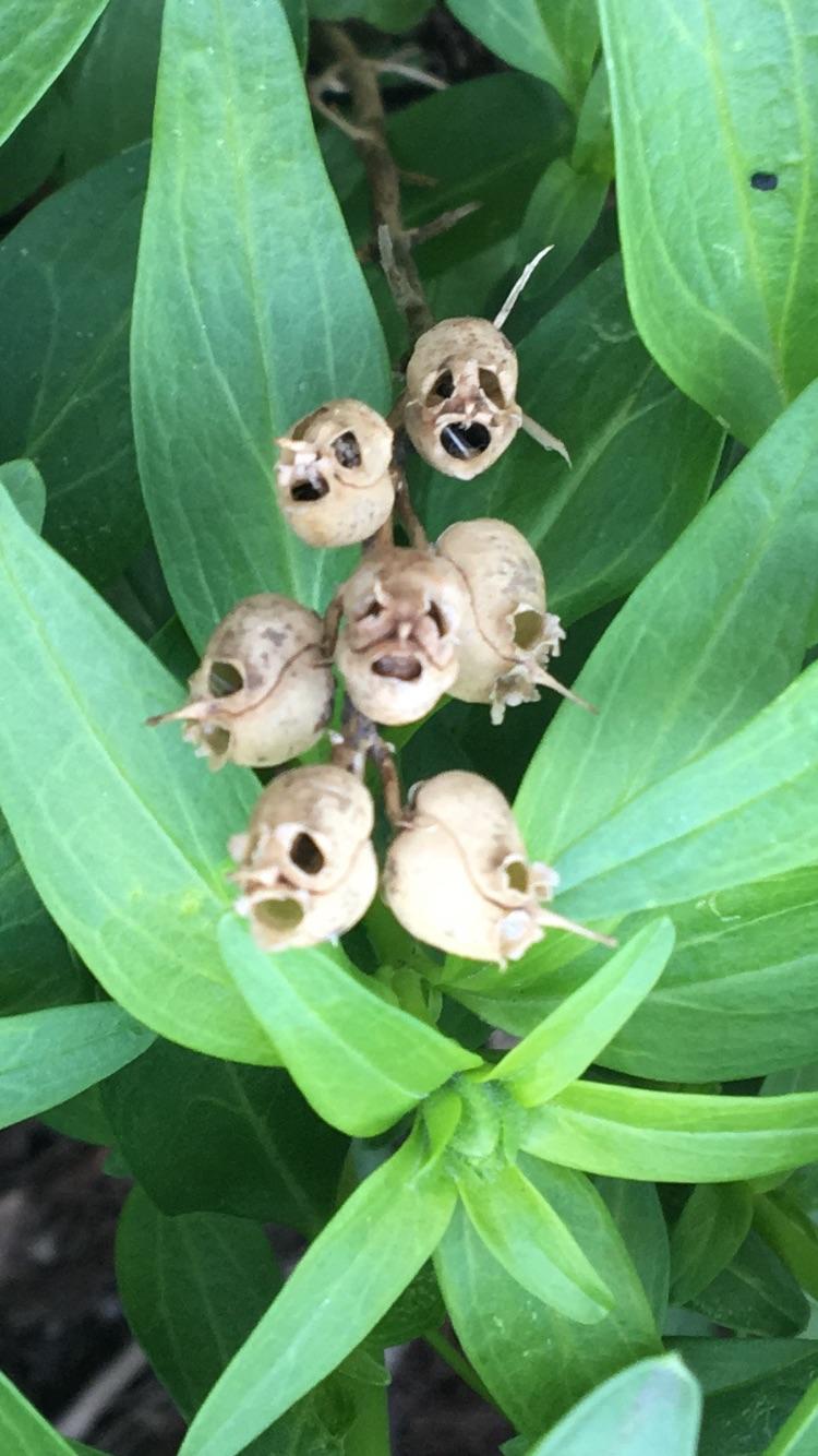 Husks of dead flowers in my garden. Look like skulls/plague masks. r