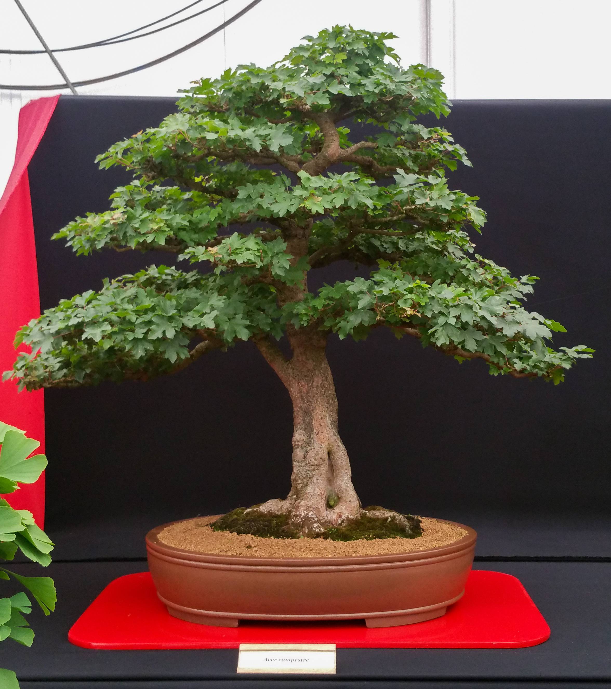 Field Maple from the North of England bonsai show r/BonsaiPorn