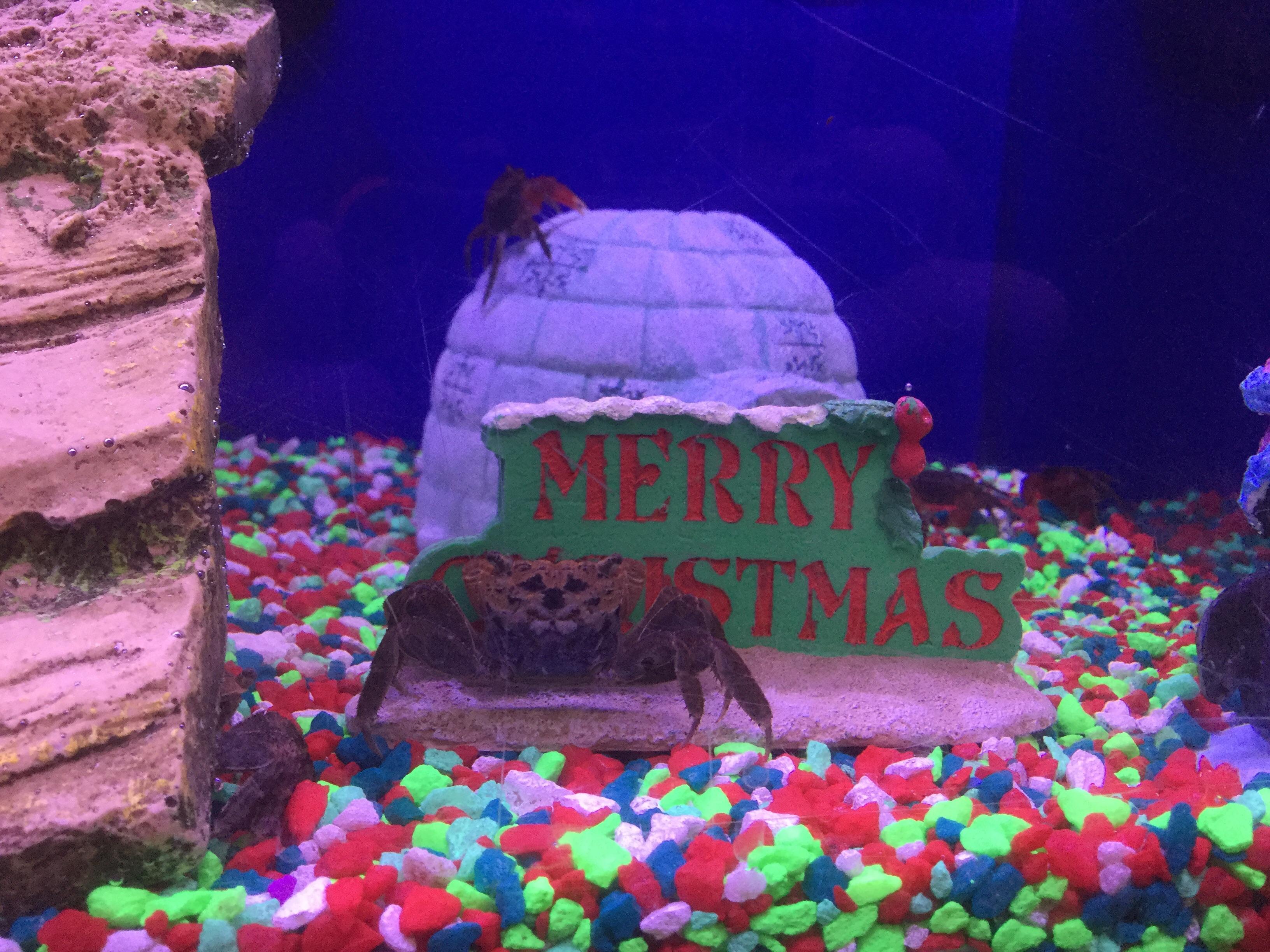 At my local pet store r/Aquariums