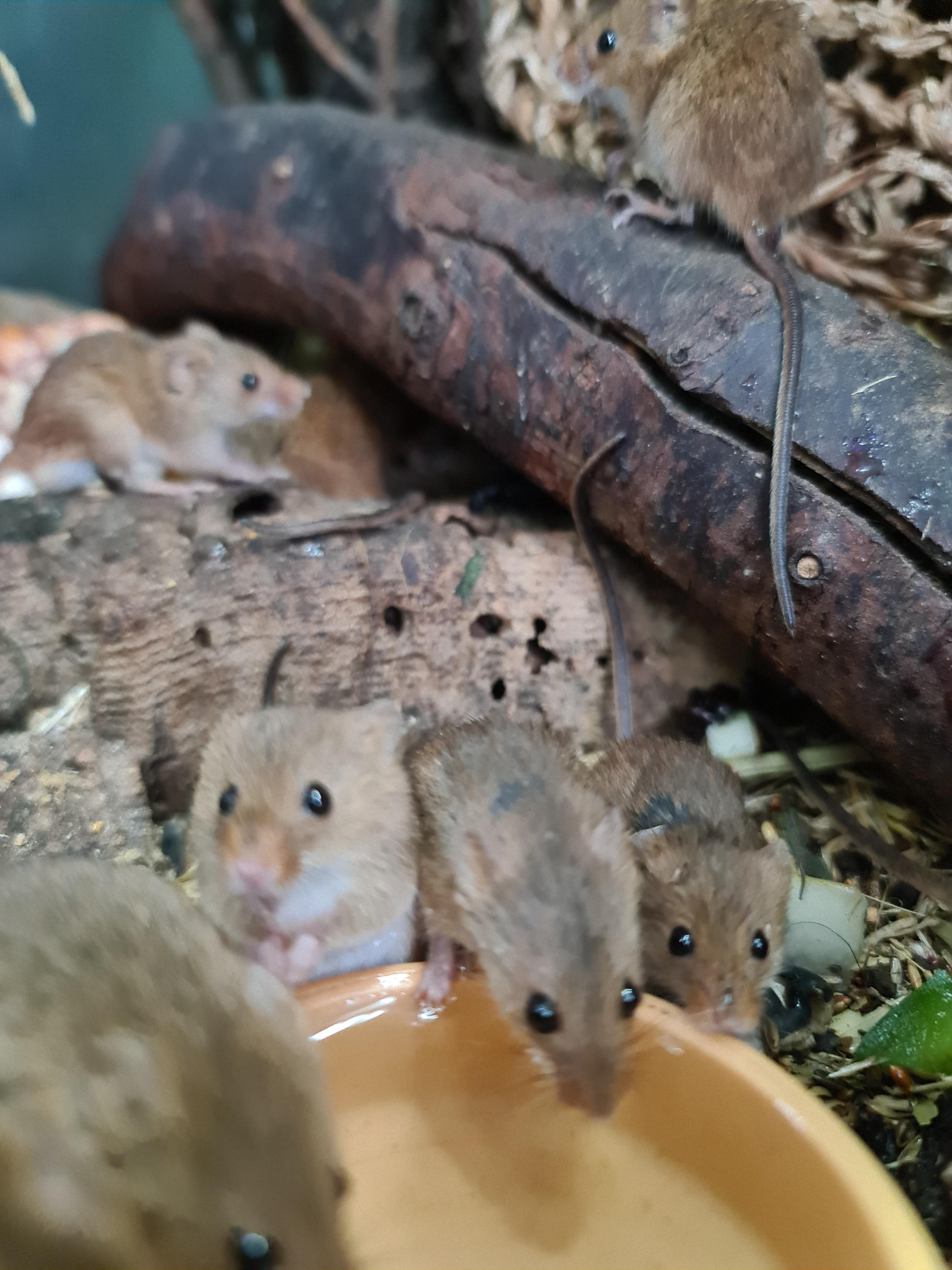 My harvest mice always come running when I change their water dishes