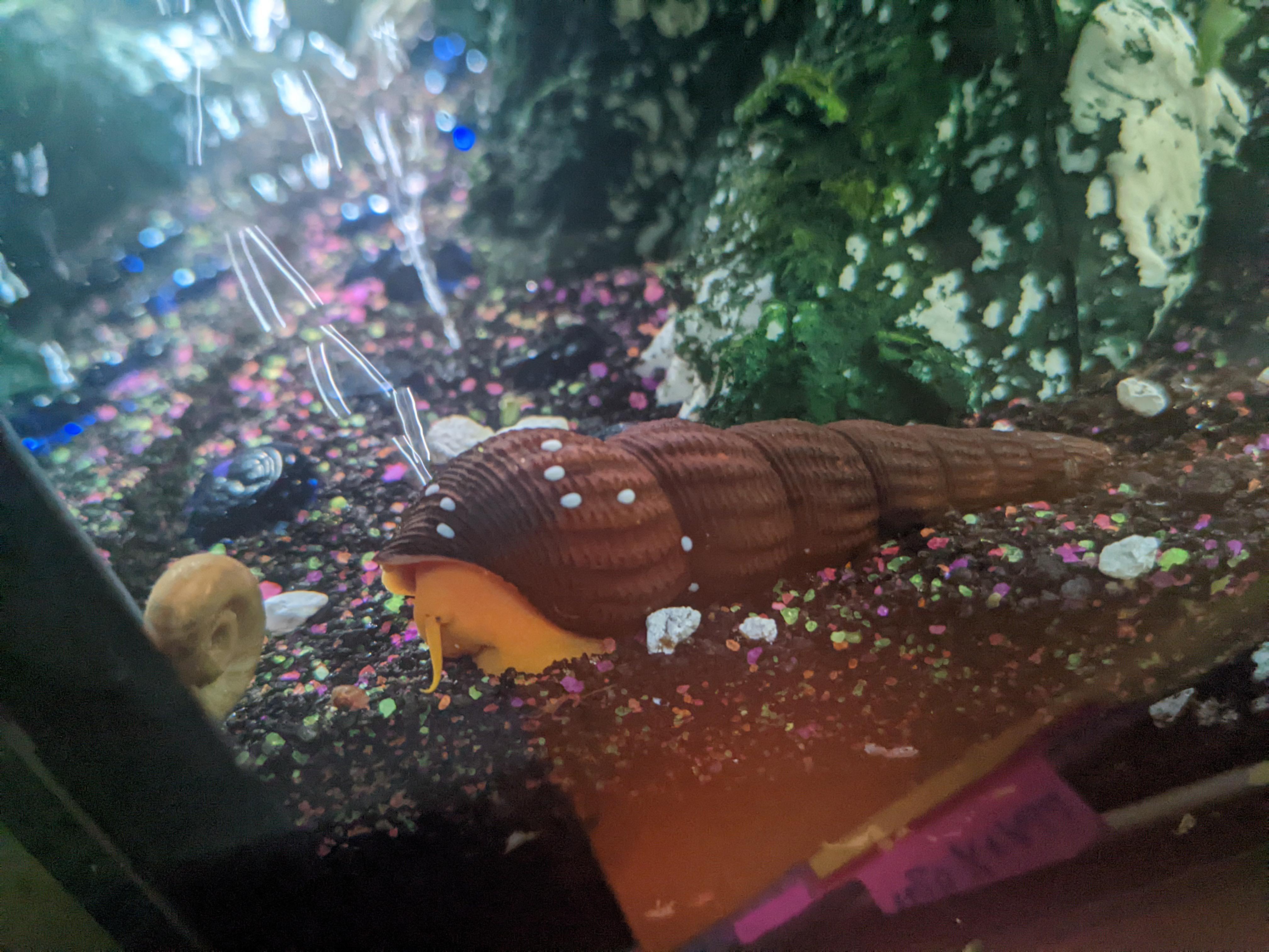 A nerite snail purchased a week ago laid eggs on my rabbit snail. Will