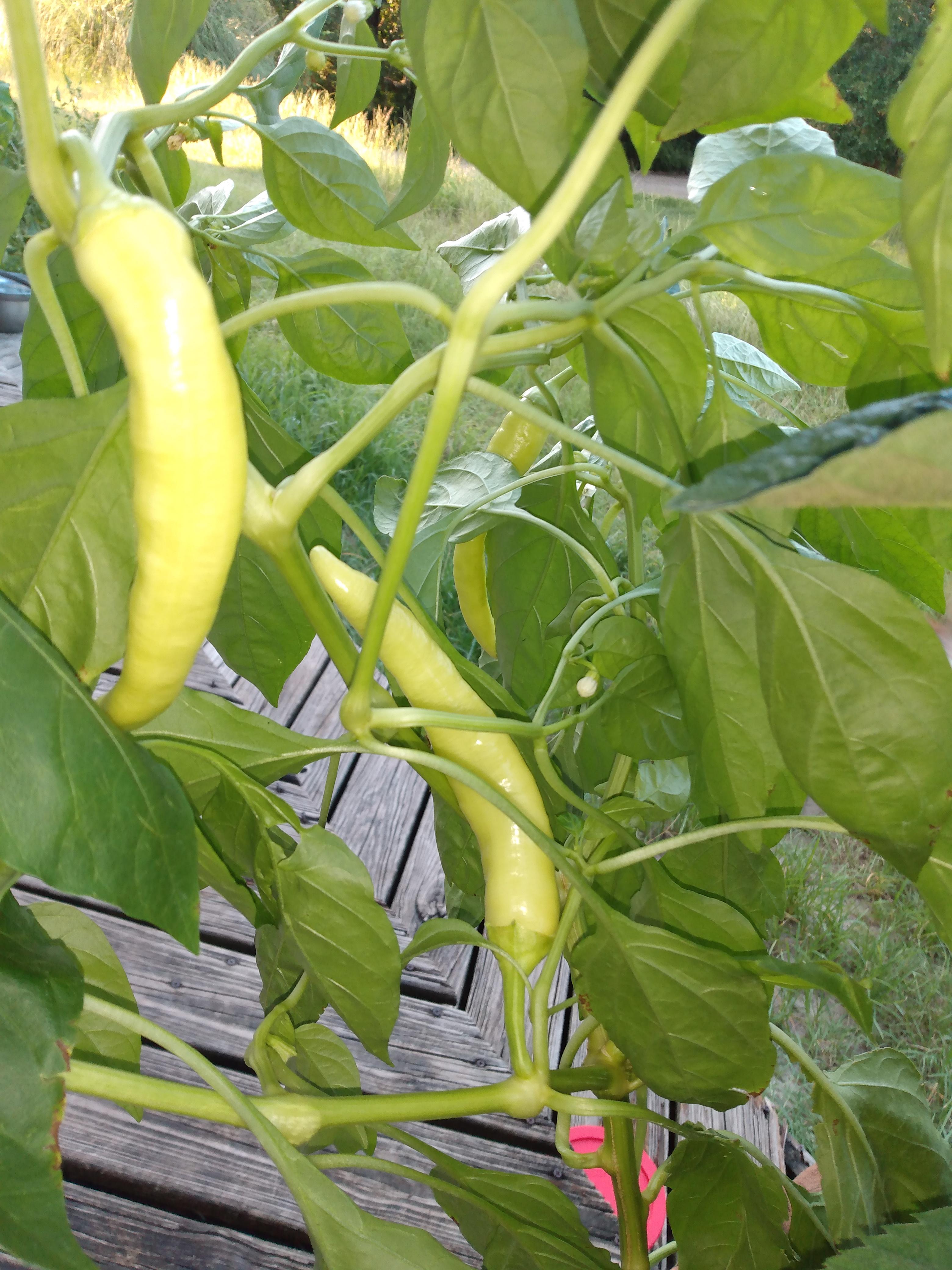 This pepper that decided to grow upside down r/mildlyinteresting