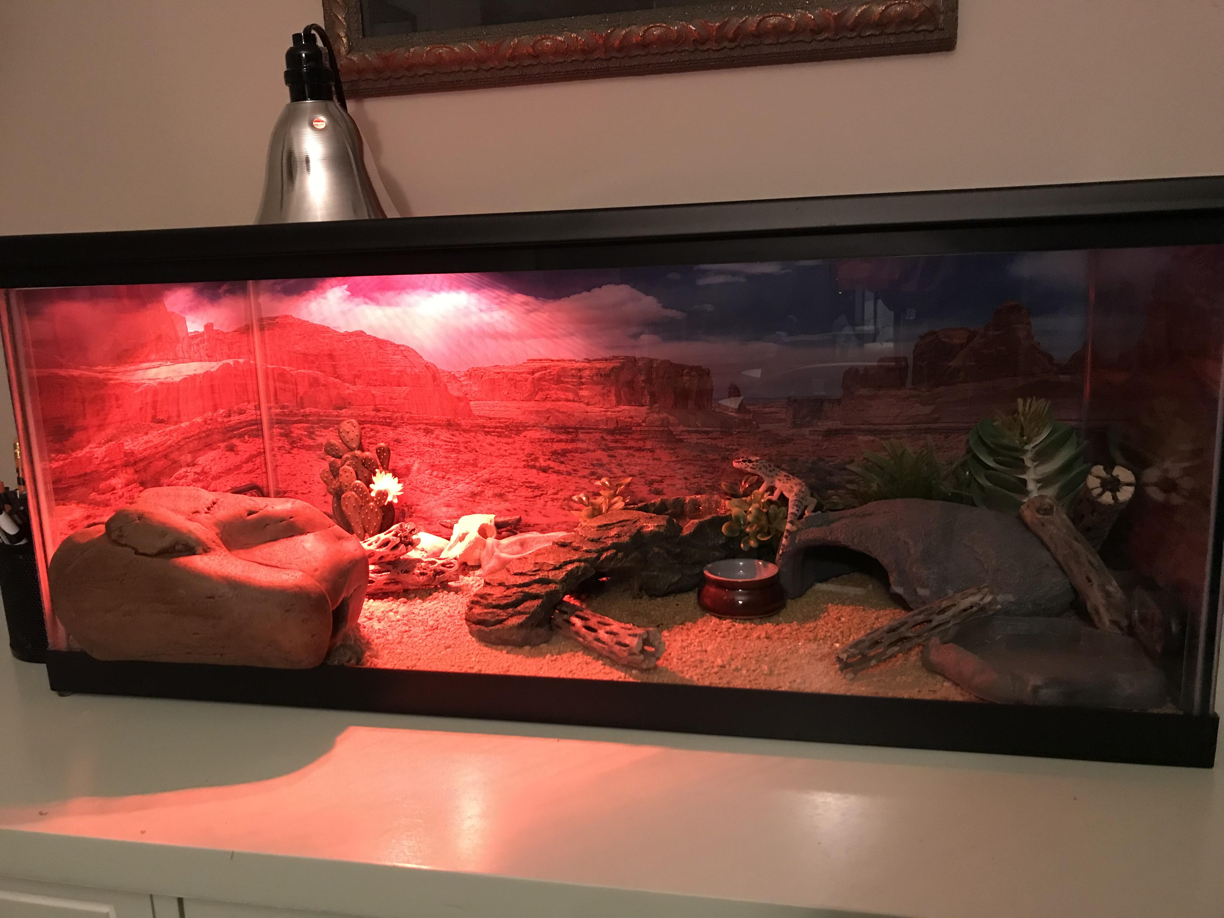 Dollar per gallon sale is going on at Petco! Morty got an upgrade. r