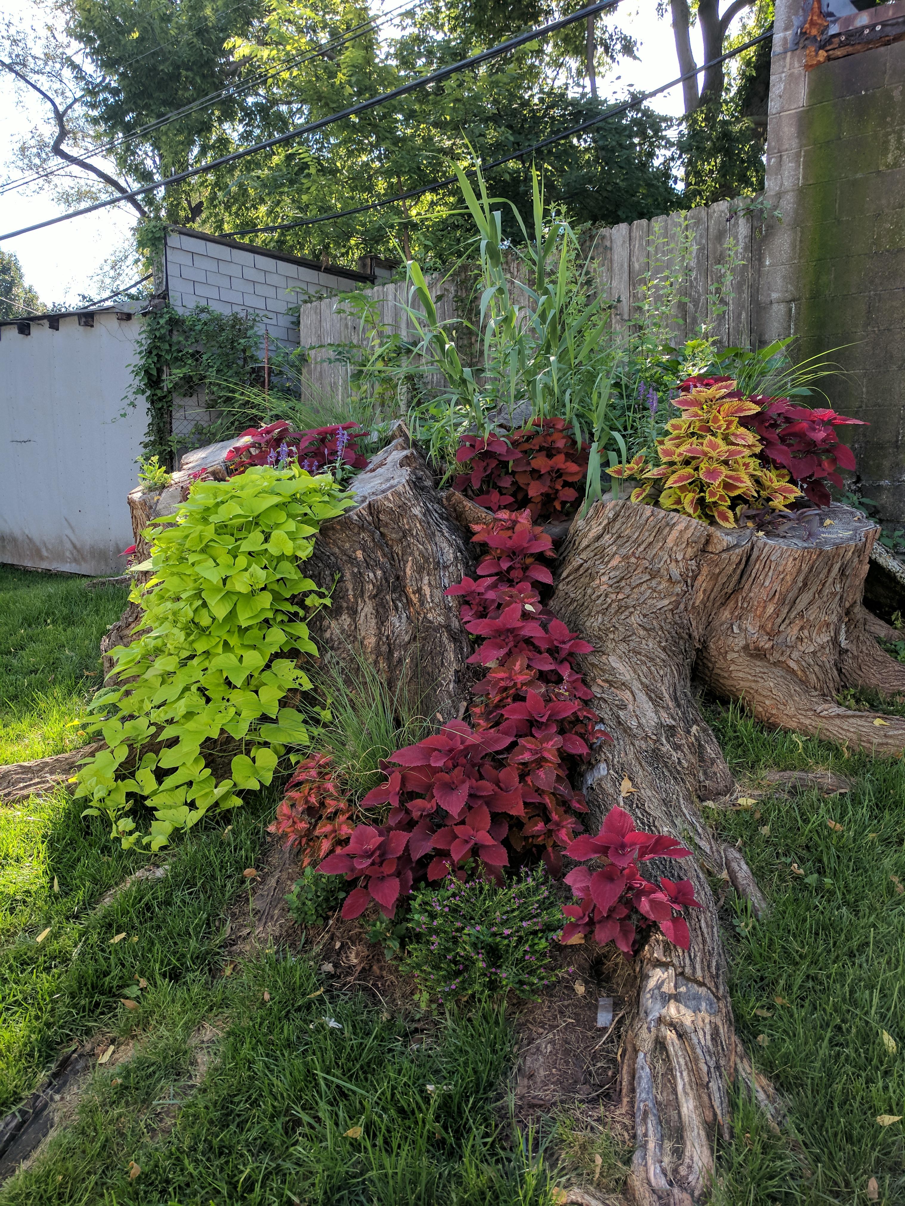This giant tree stump turned beautiful garden r/mildlyinteresting
