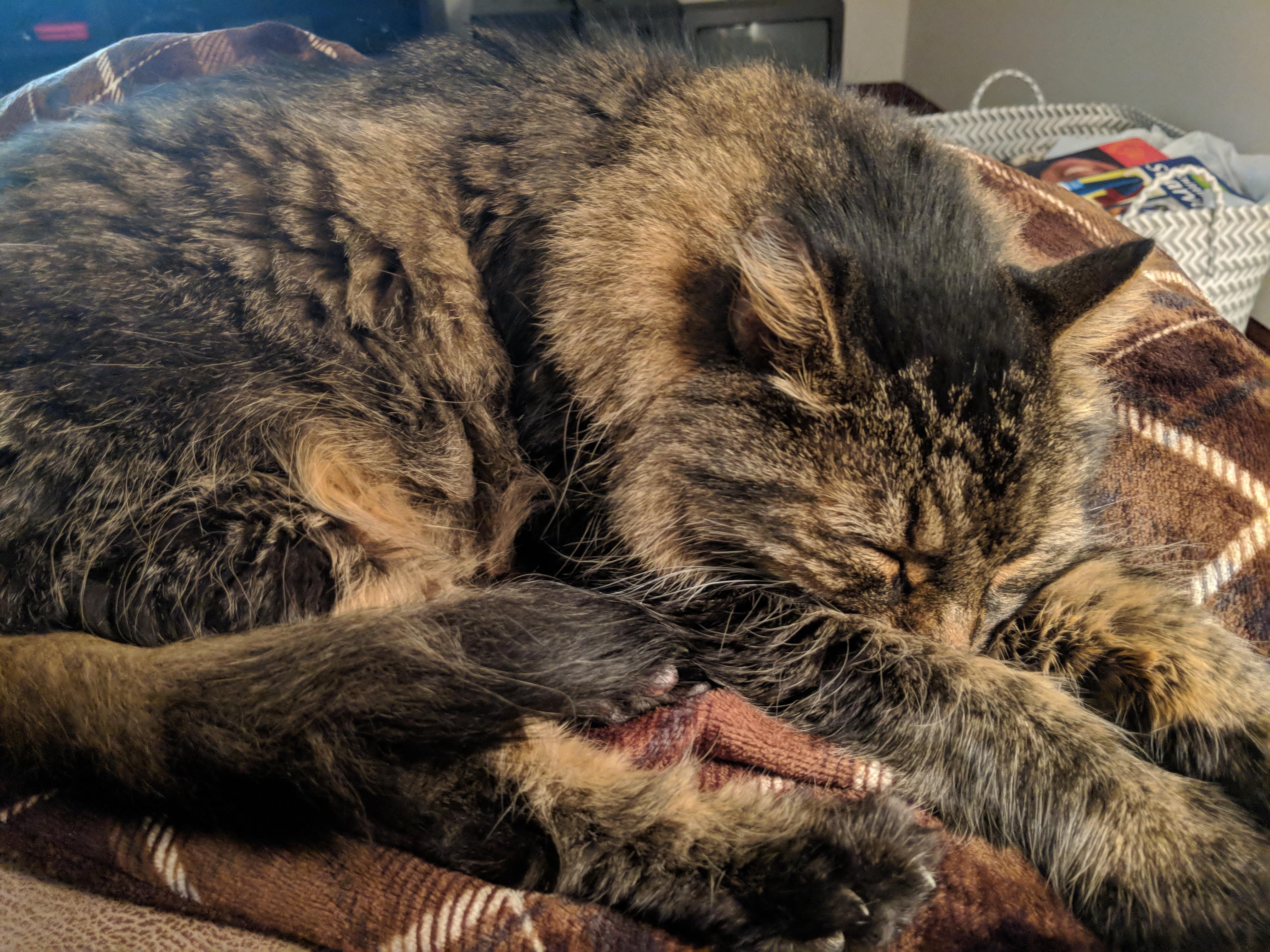 He stole my heated blanket r/cats