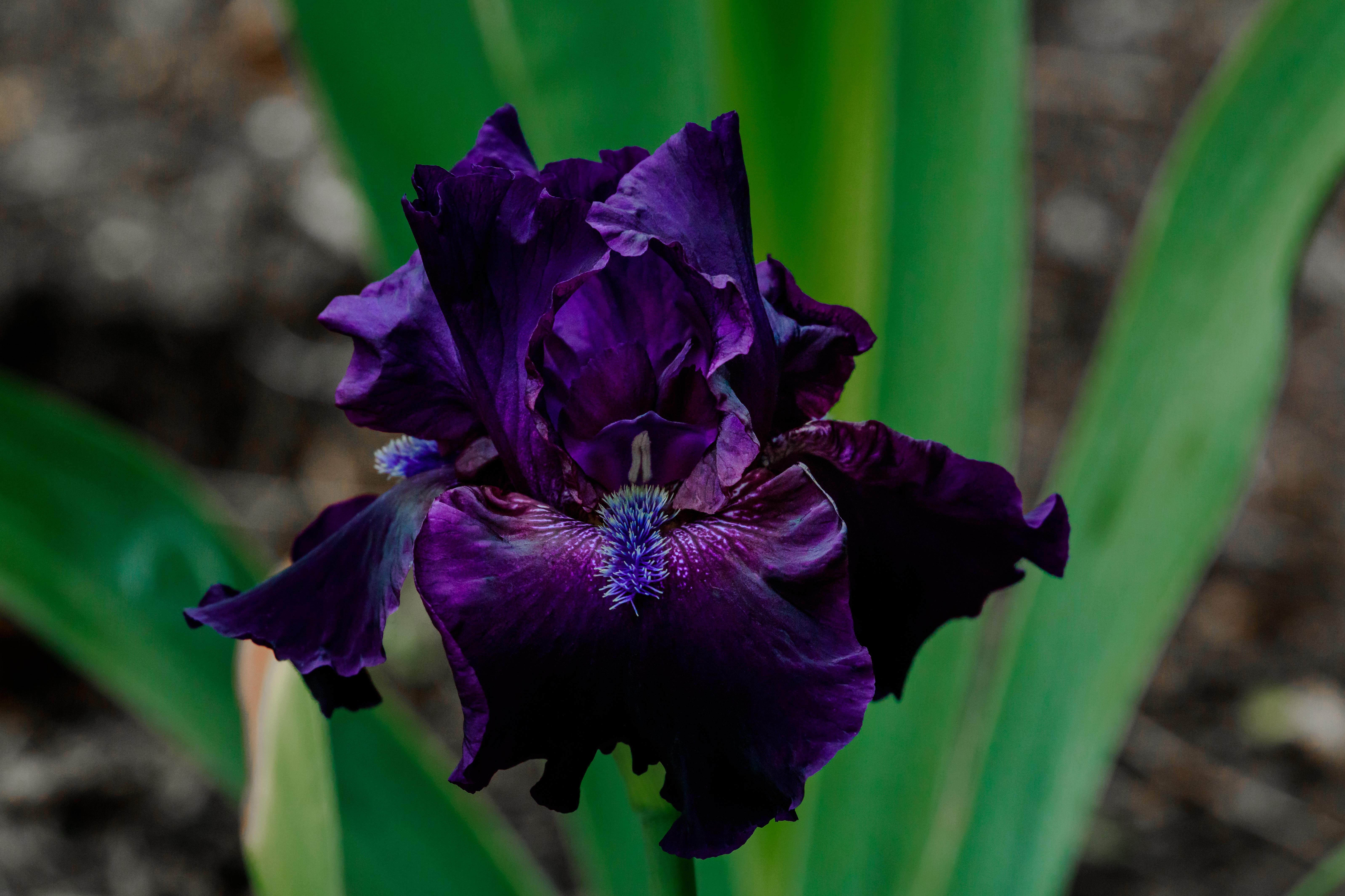 My first black iris has bloomed! Cultivar name Obsidian r/gardening