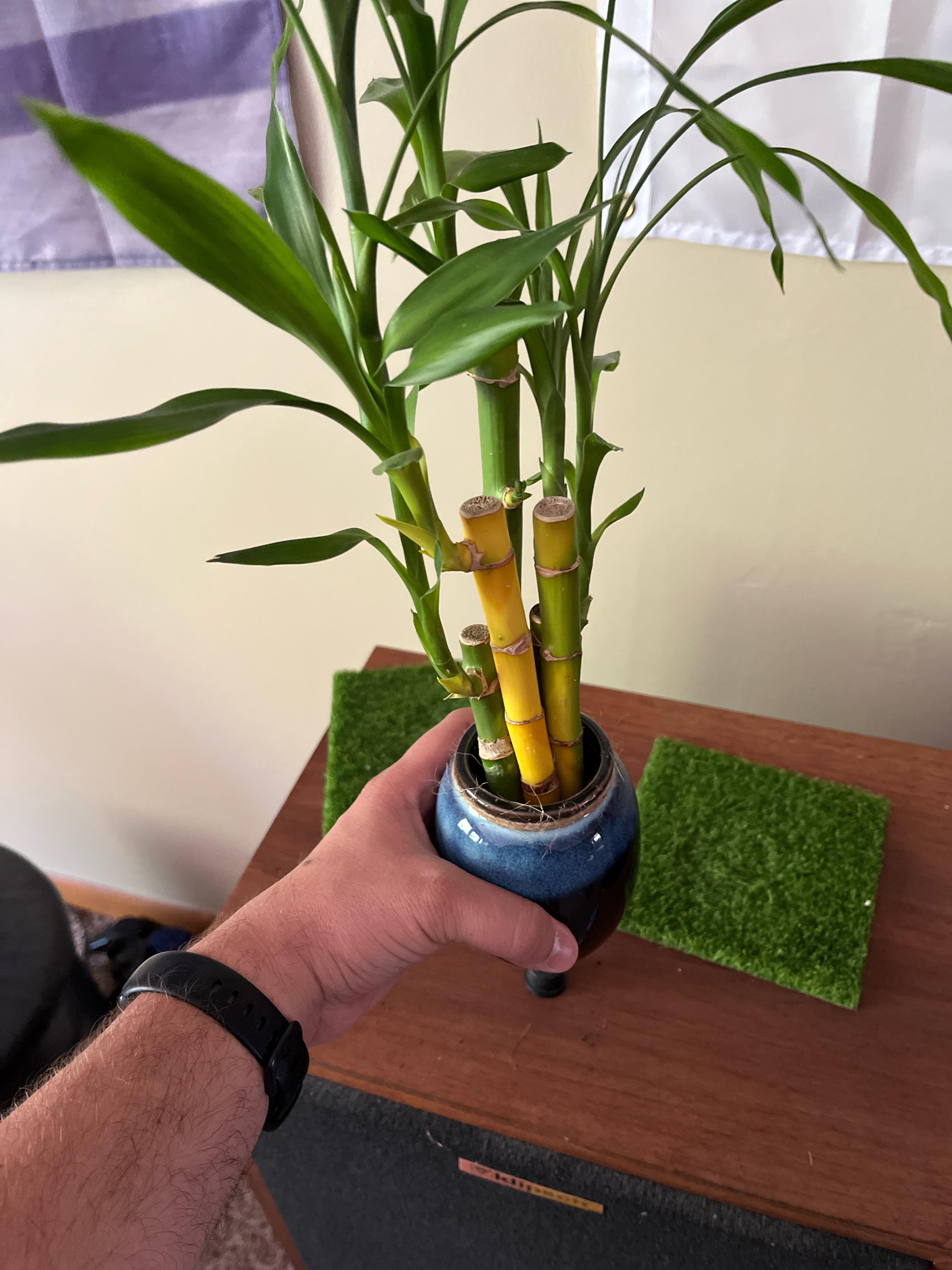 Bamboo plant that I’ve had for over a year just randomly had one stock