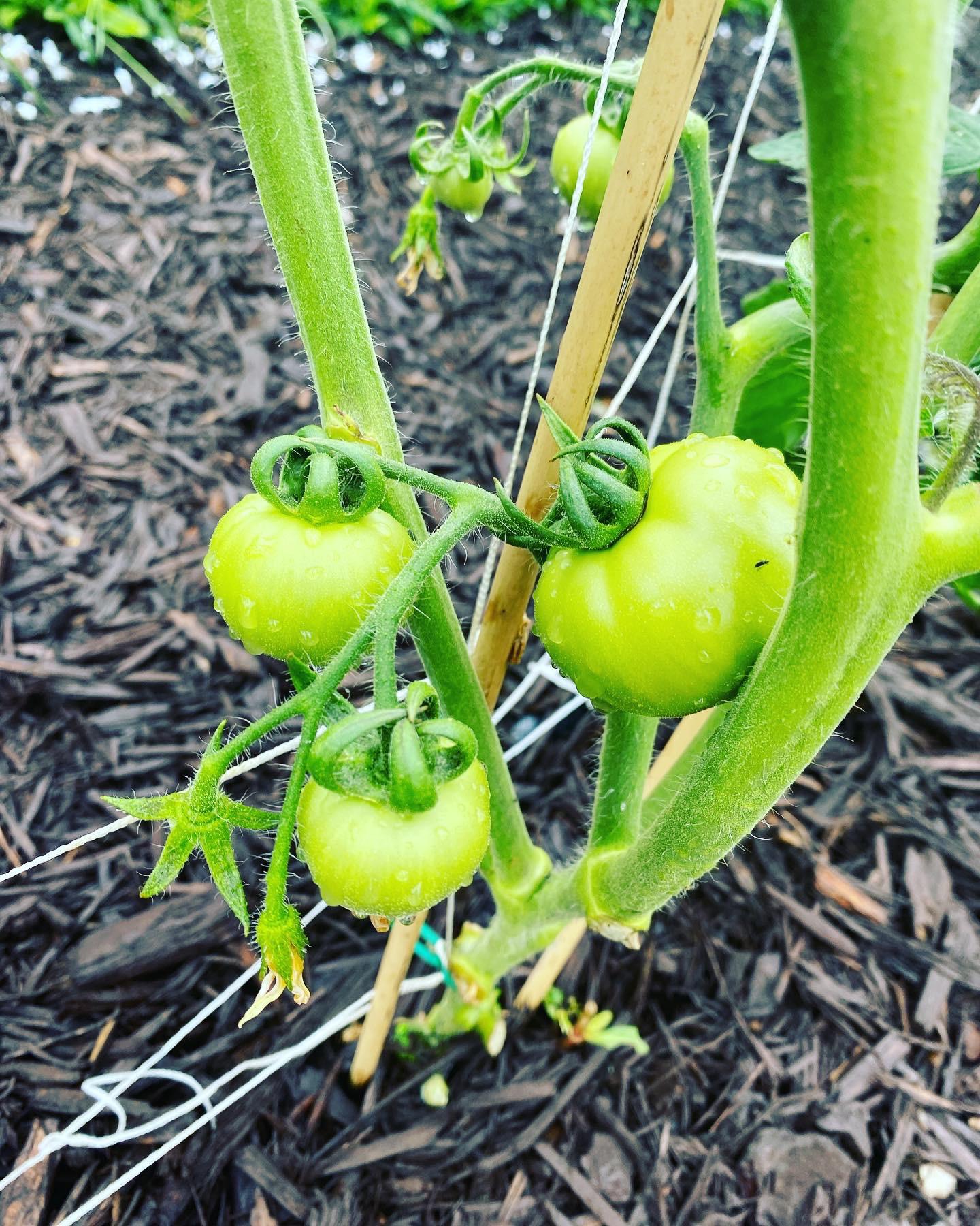 First time growing, zone 8a r/tomatoes