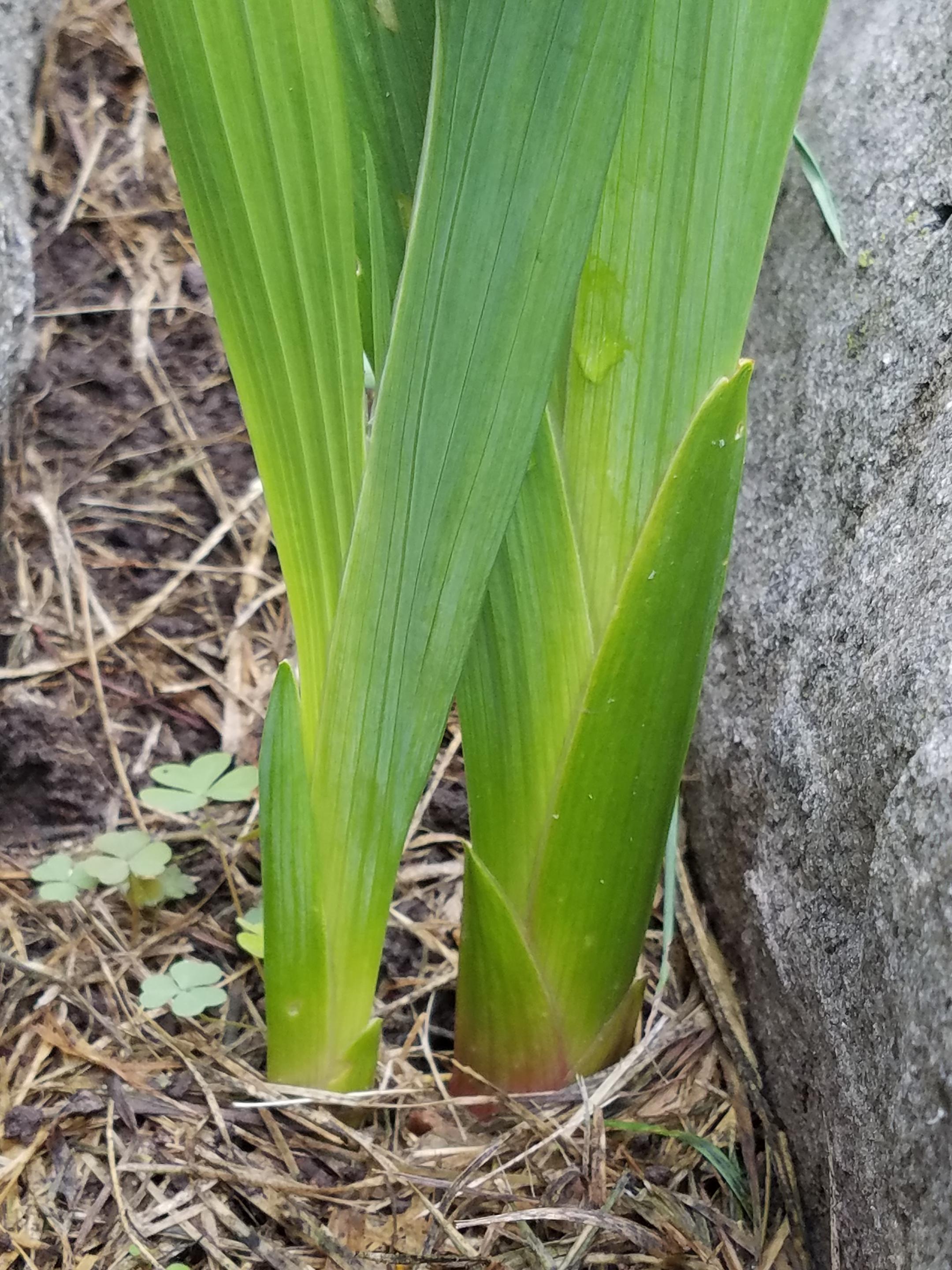 Why are my gladiolus bulbs producing 2 plant? I planted 6 and 4 have 2