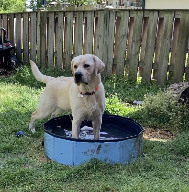 This cutie keeps knocking over/picking up his water bowl and spilling