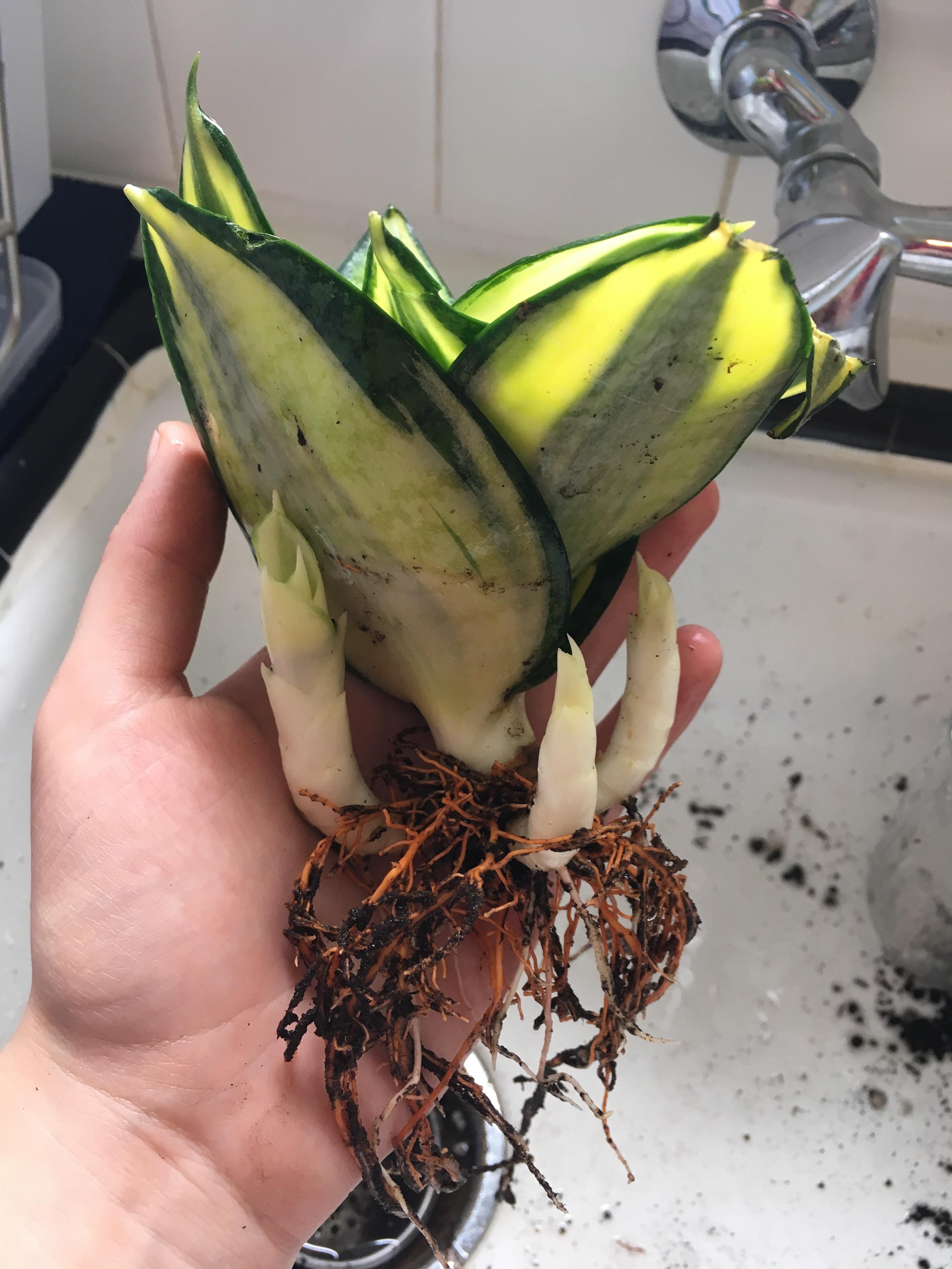 Snake plant babies. Do I cut them off and plant separately? houseplants