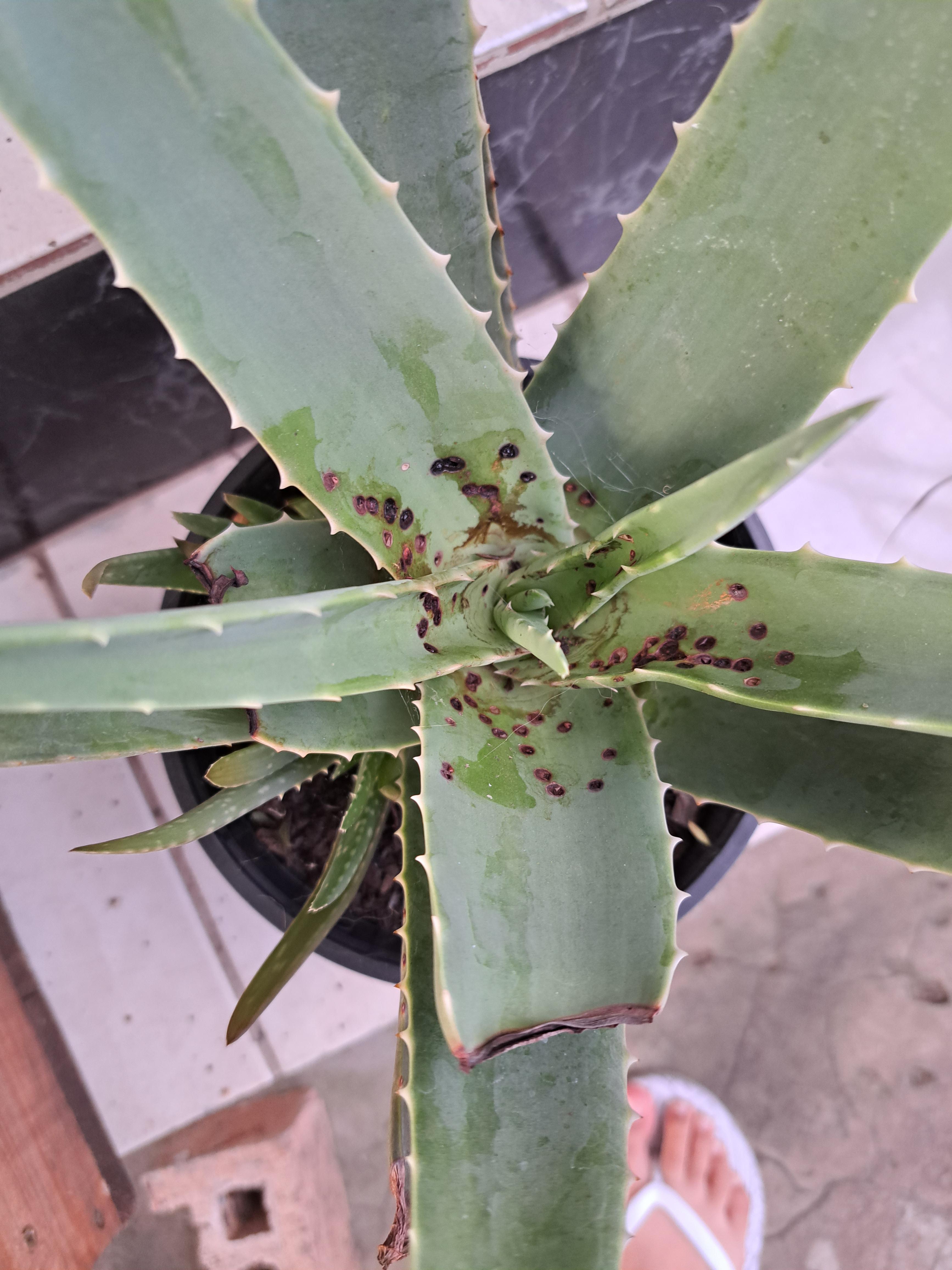 These black spots recently appeared on my Aloe Vera plant. Does anyone