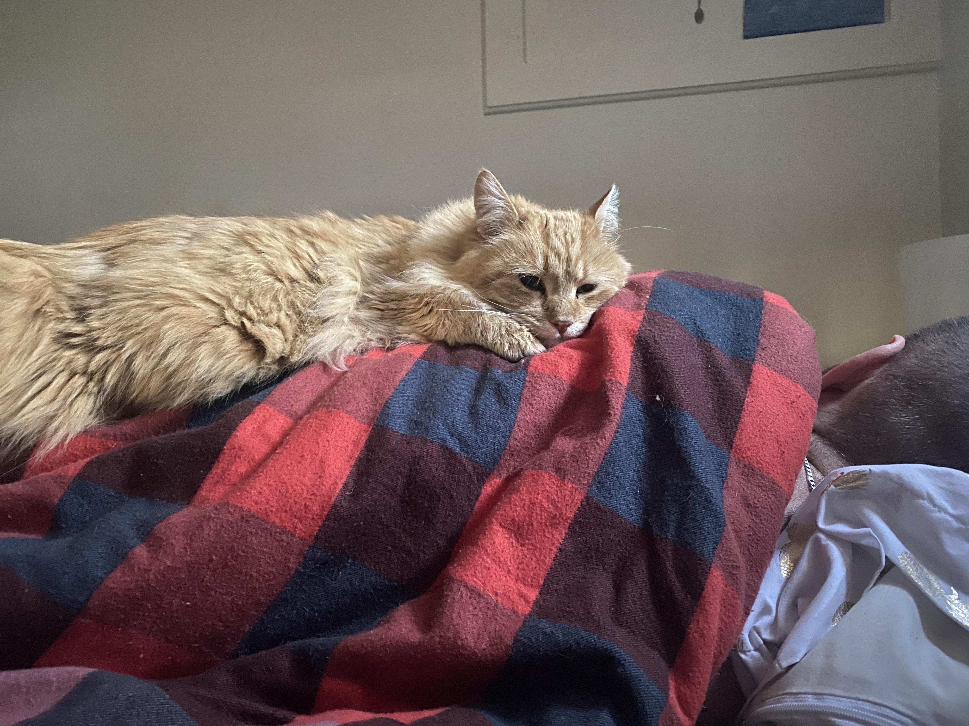 How my cat tries to wake me up every morning at 5am for food (she