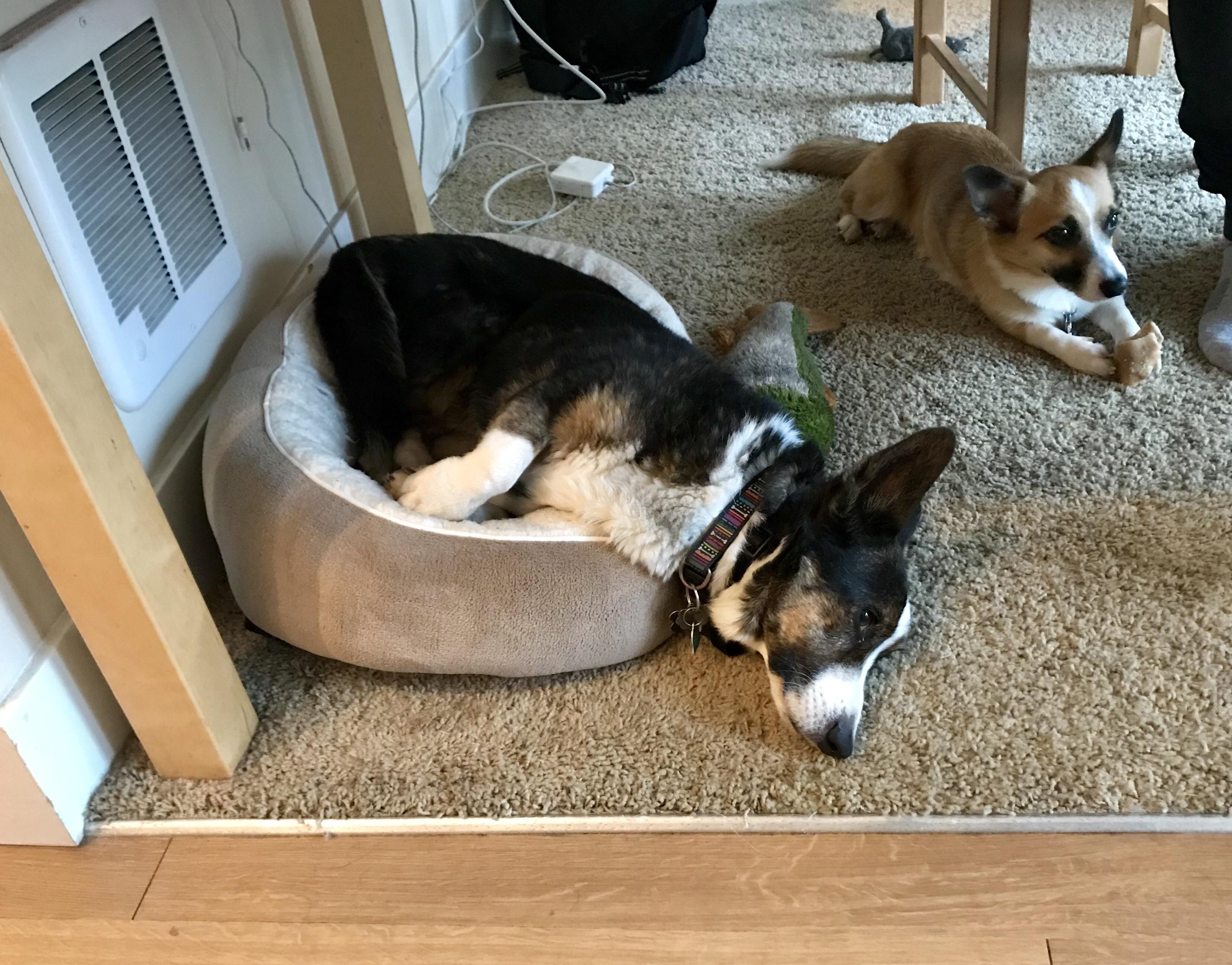 lost the battle with a dog bed