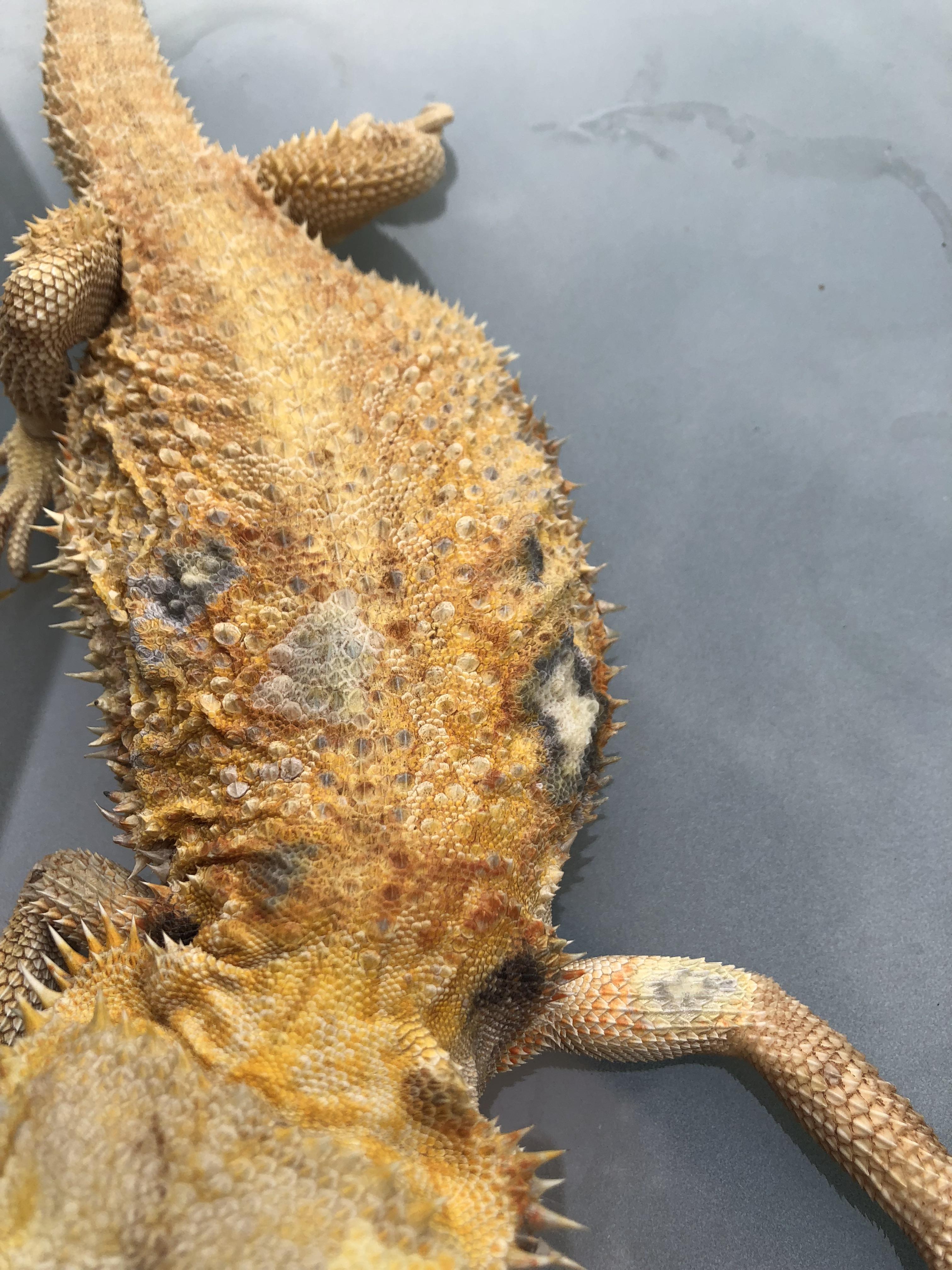 Fade on Bearded Dragon so I was wondering if