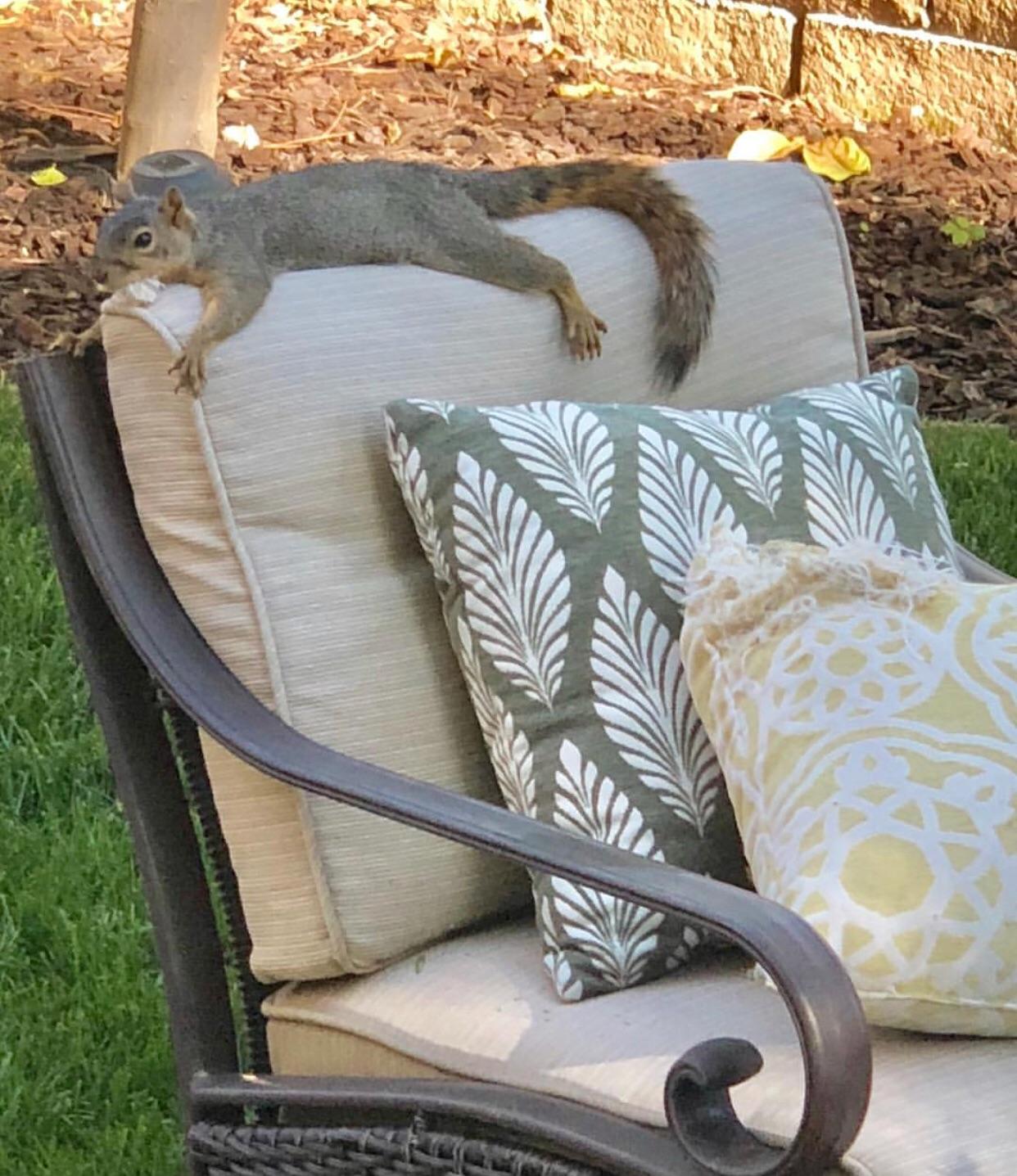 Squirrel enjoying our new patio furniture r/pics
