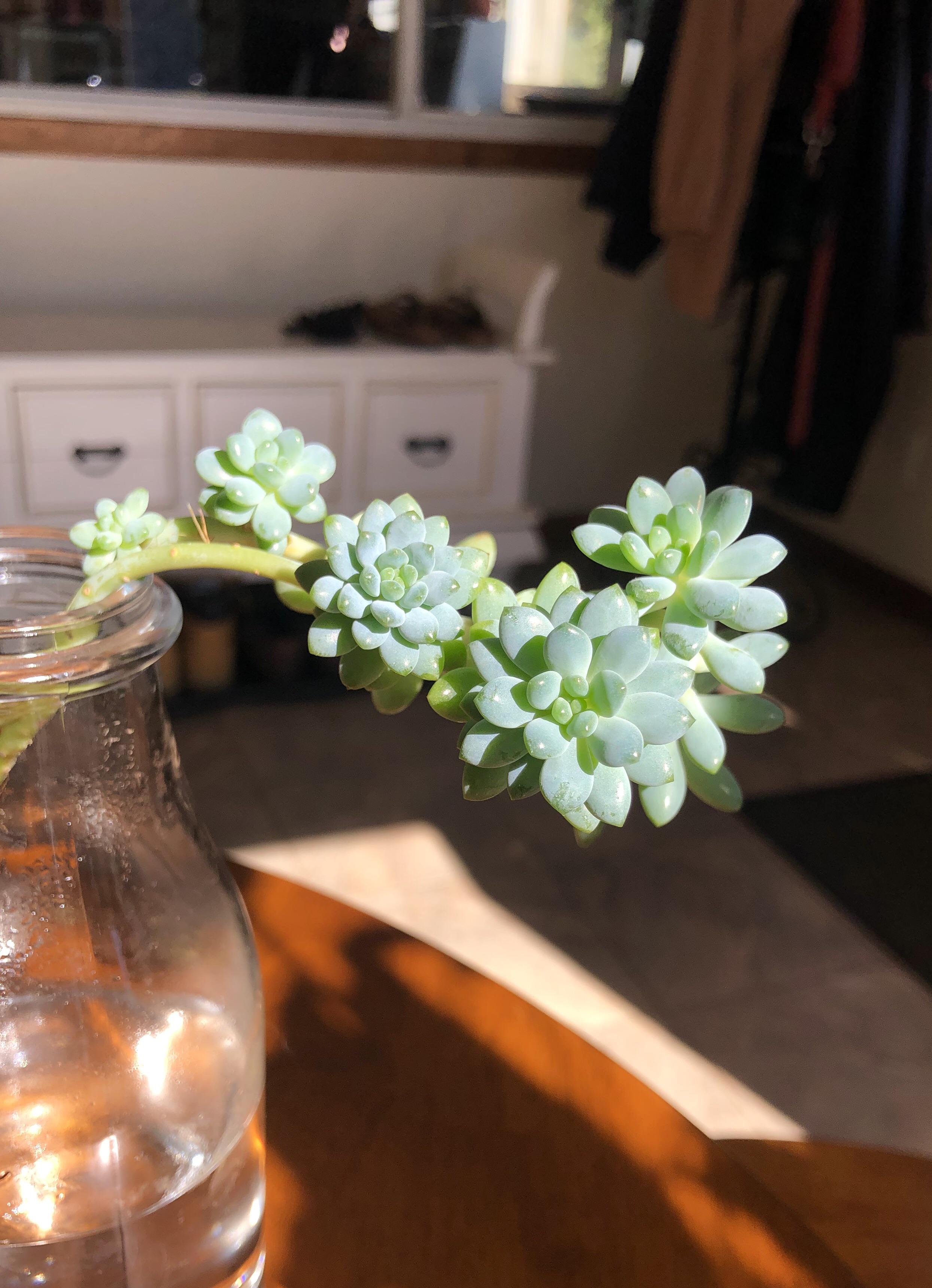 I’m really love growing hydroponic succulents r/succulents