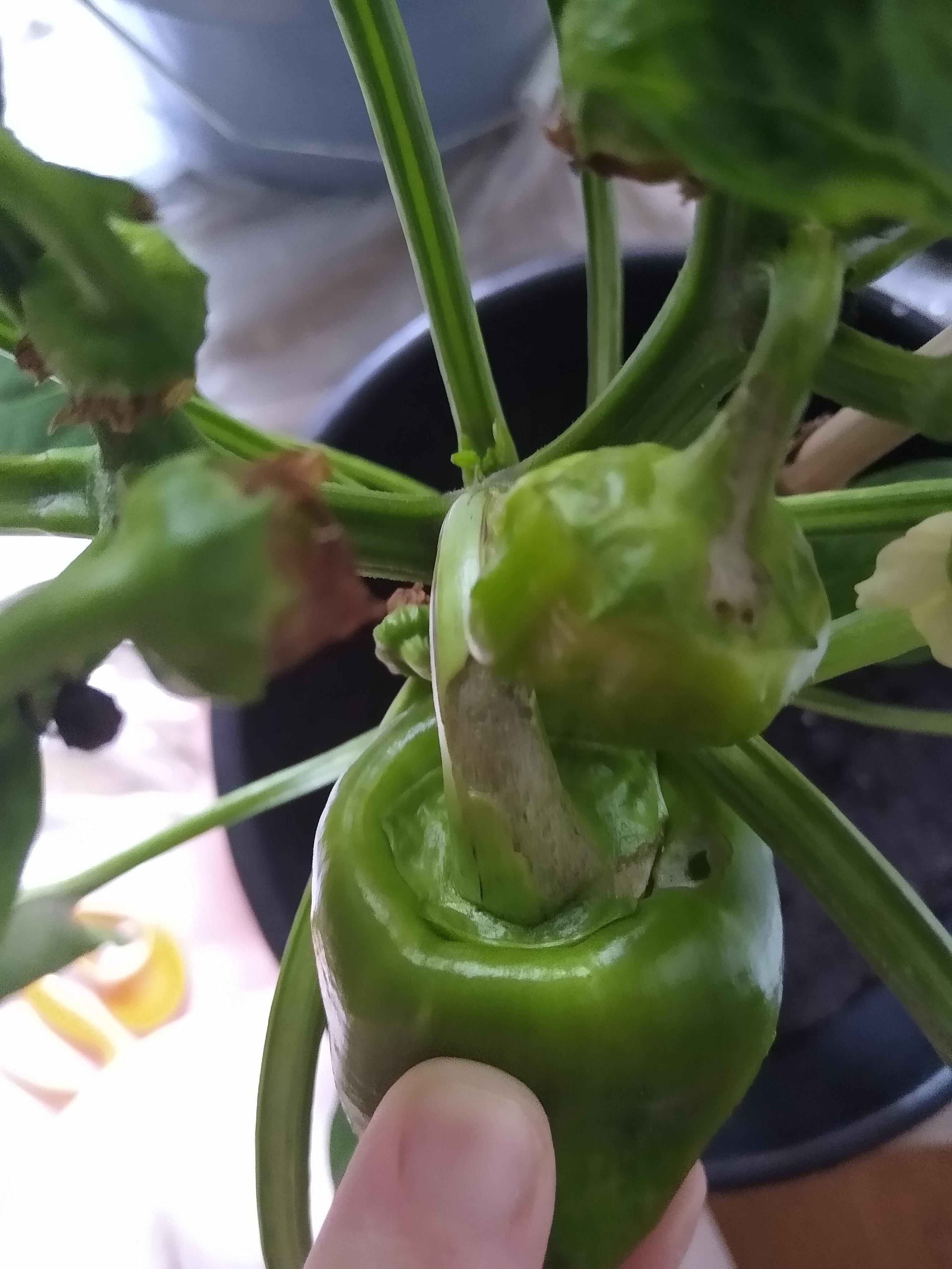 Something's been eating my bell peppers. Is there any way to tell what