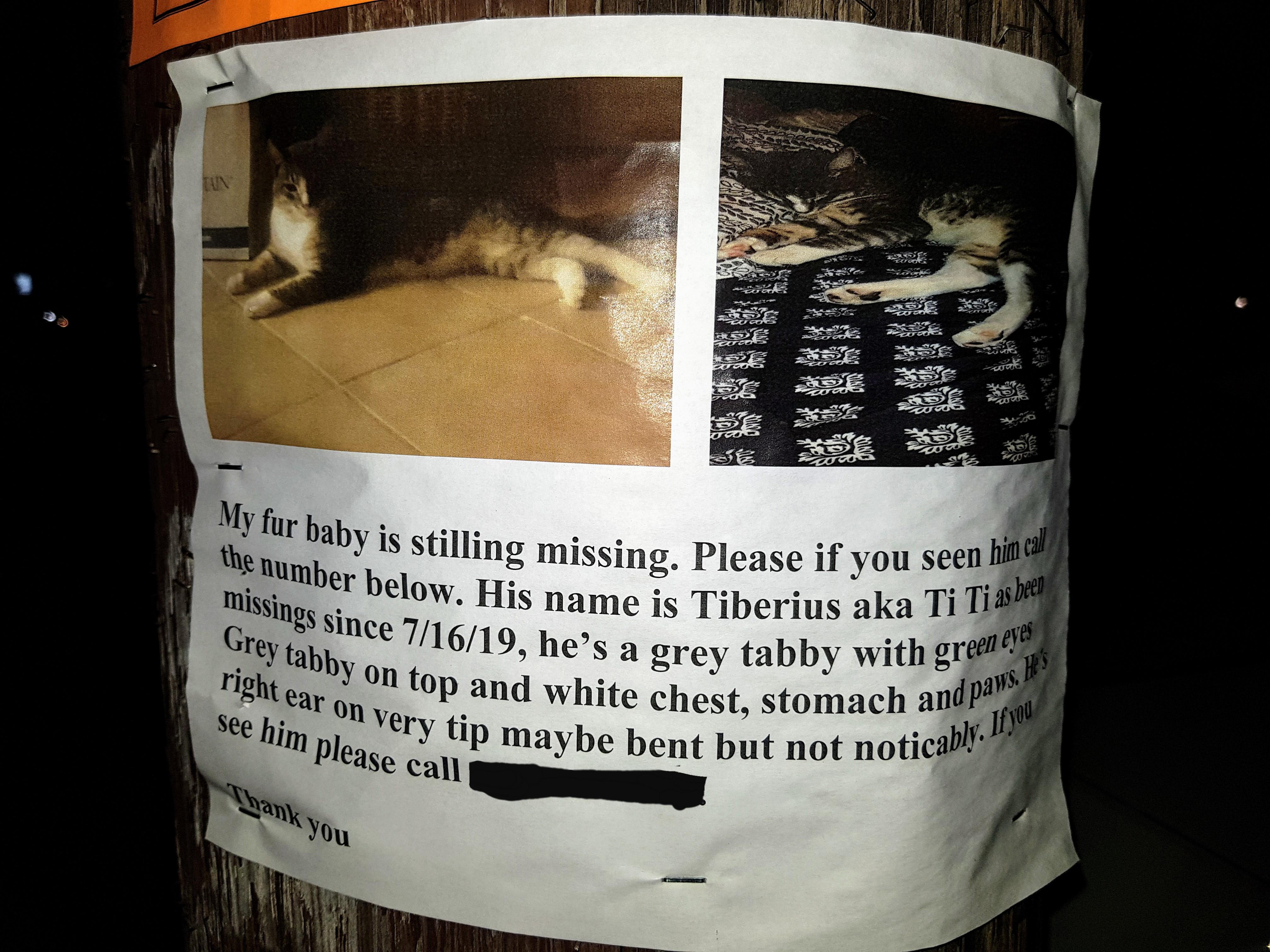 To find a cat. Sorry, but your cat is never coming back...(taken 10/10 in Philly) r