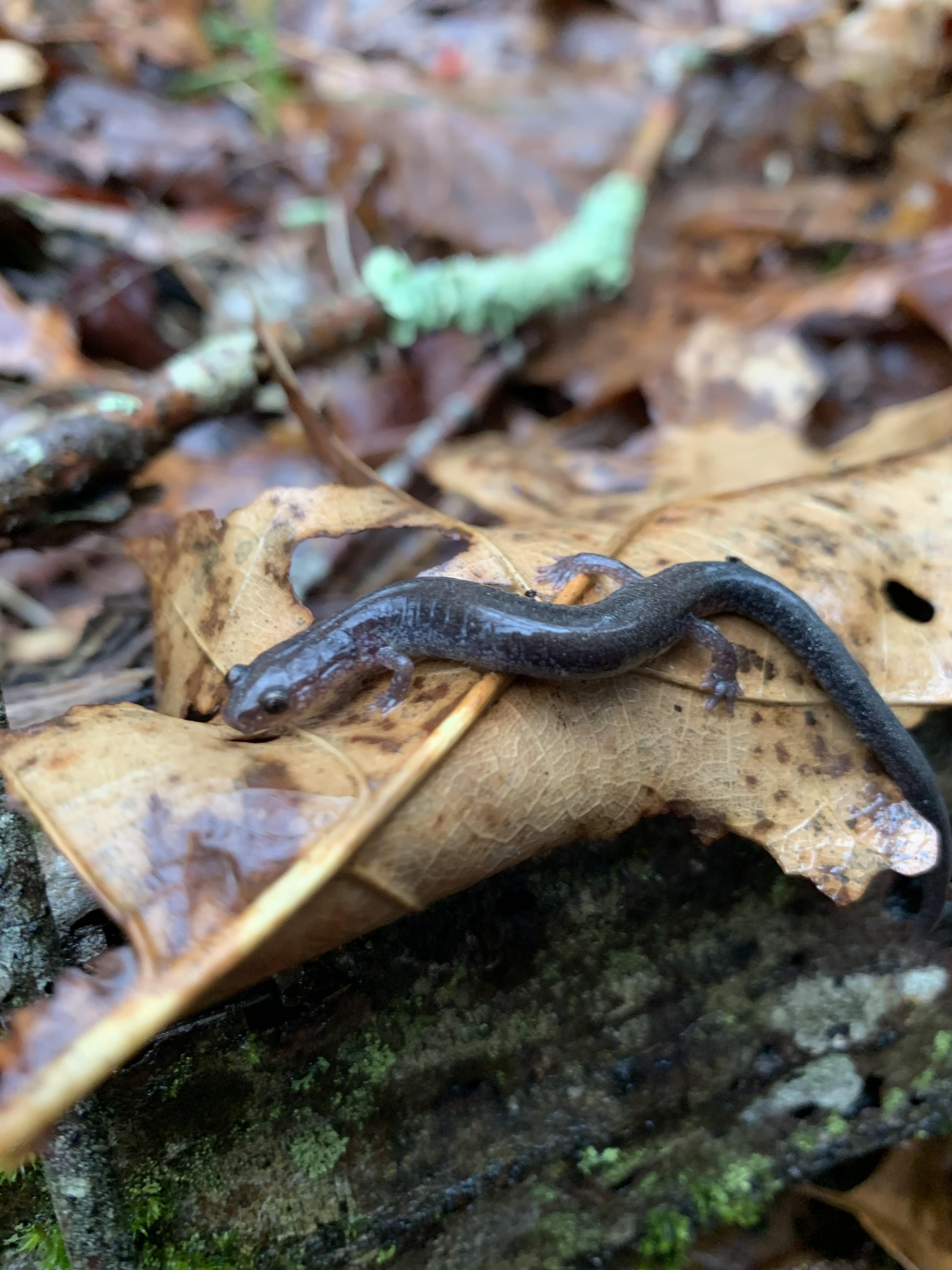 Very common, but I never get tired of Red (in this case “lead”) Backed
