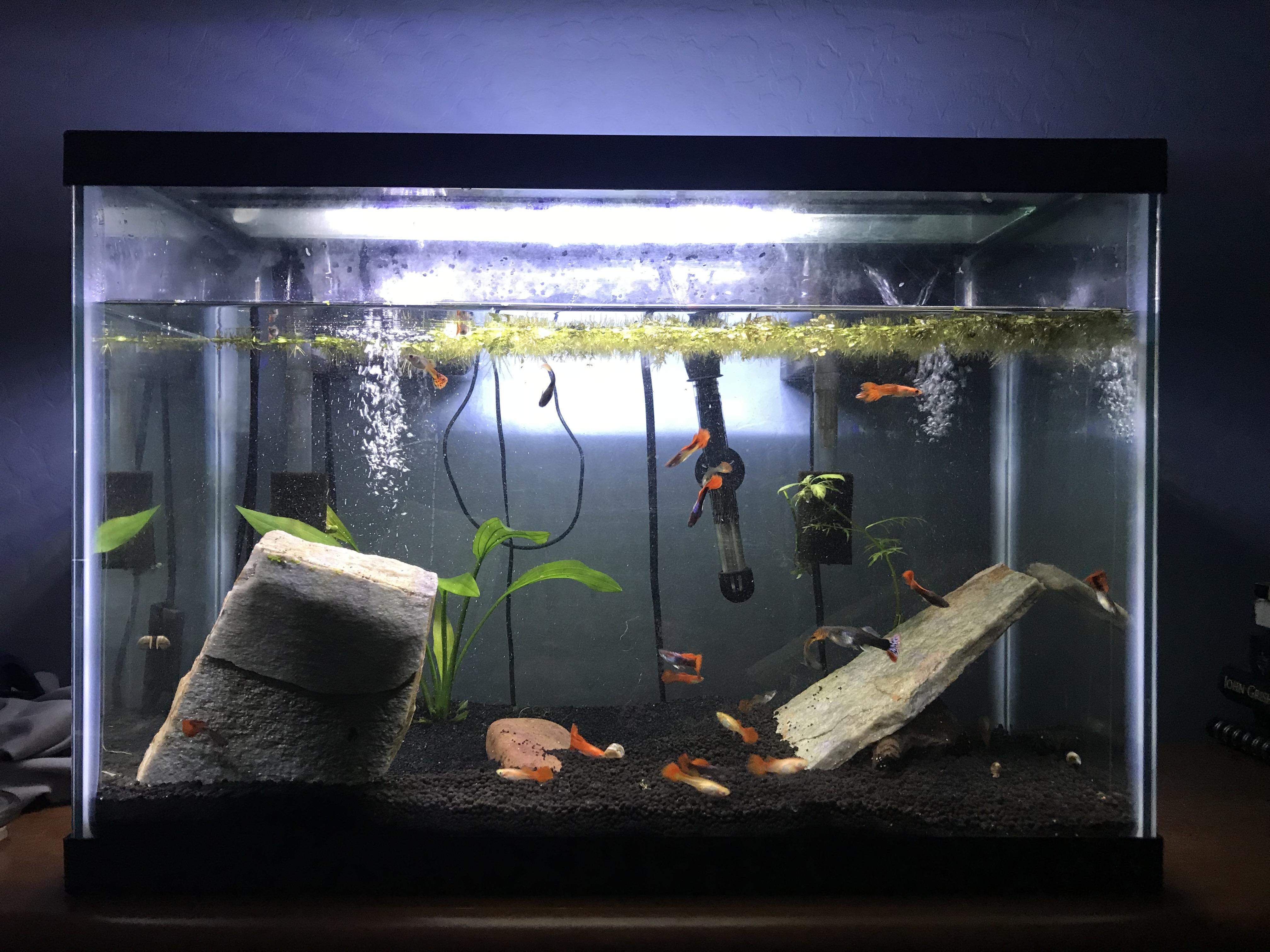 20 Gallon tank for sale, more in comments r/AquaSwap