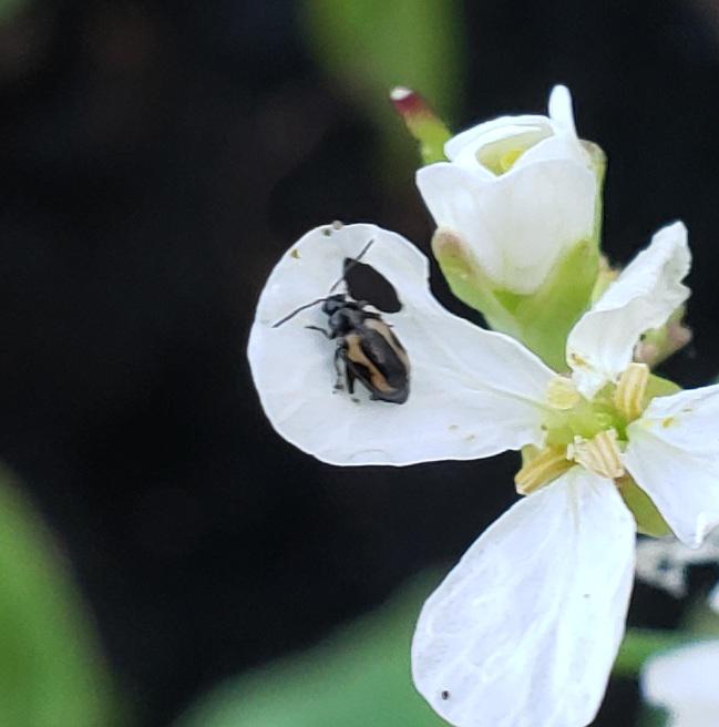 What's this tiny bug eating my radish flower? (Pennsylvania) r/whatsthisbug