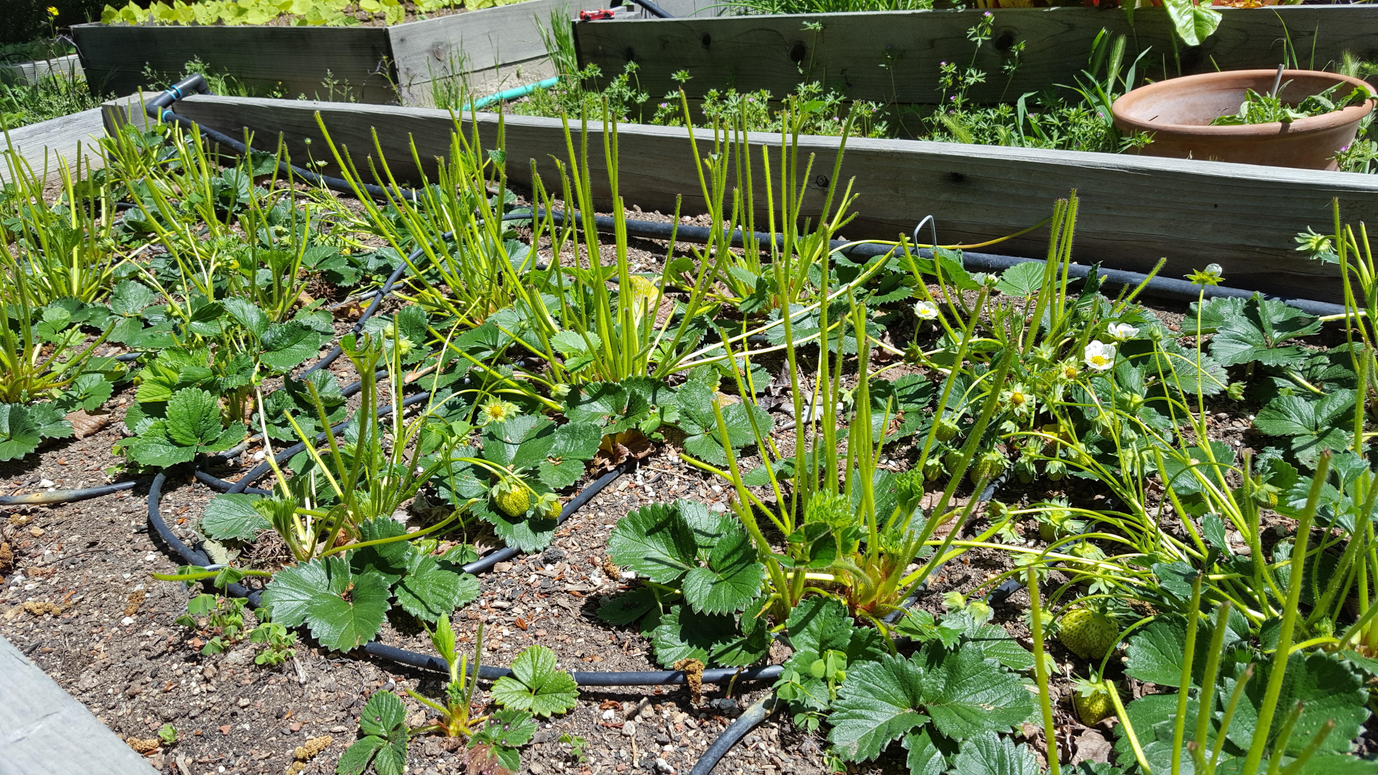 Deer damage to strawberries advice please? r/gardening