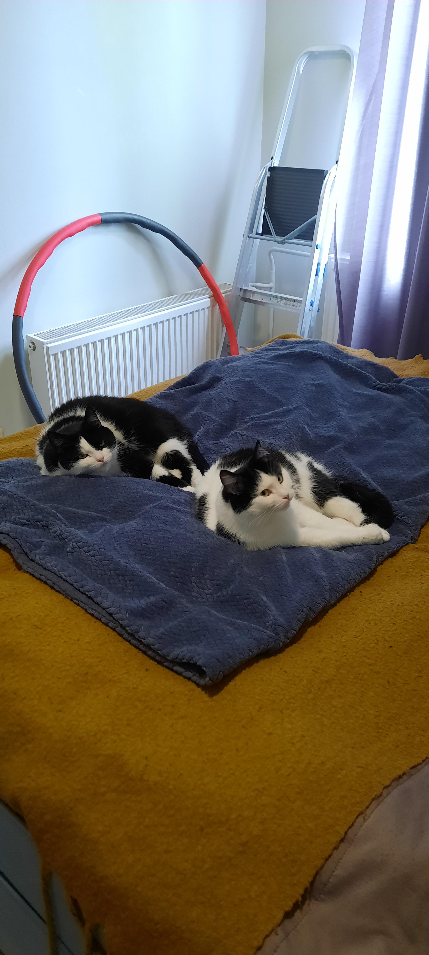 Everyday I set up this blanket trap. I call it 'daycare' r