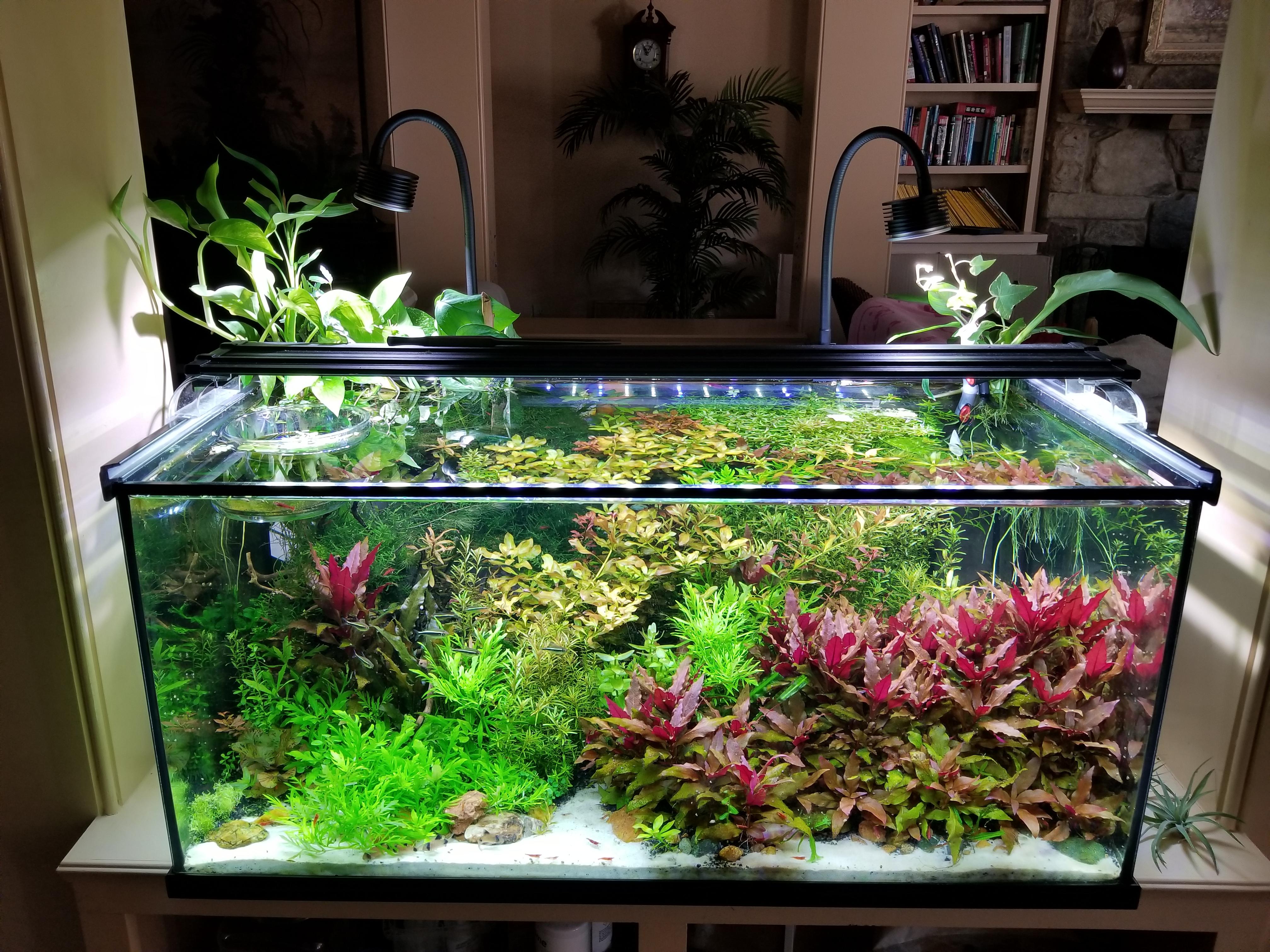 Bought some new lights for my emersed plants! r/PlantedTank