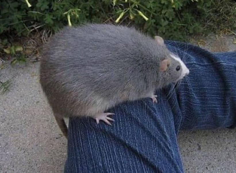 Round rat r/RoundAnimals