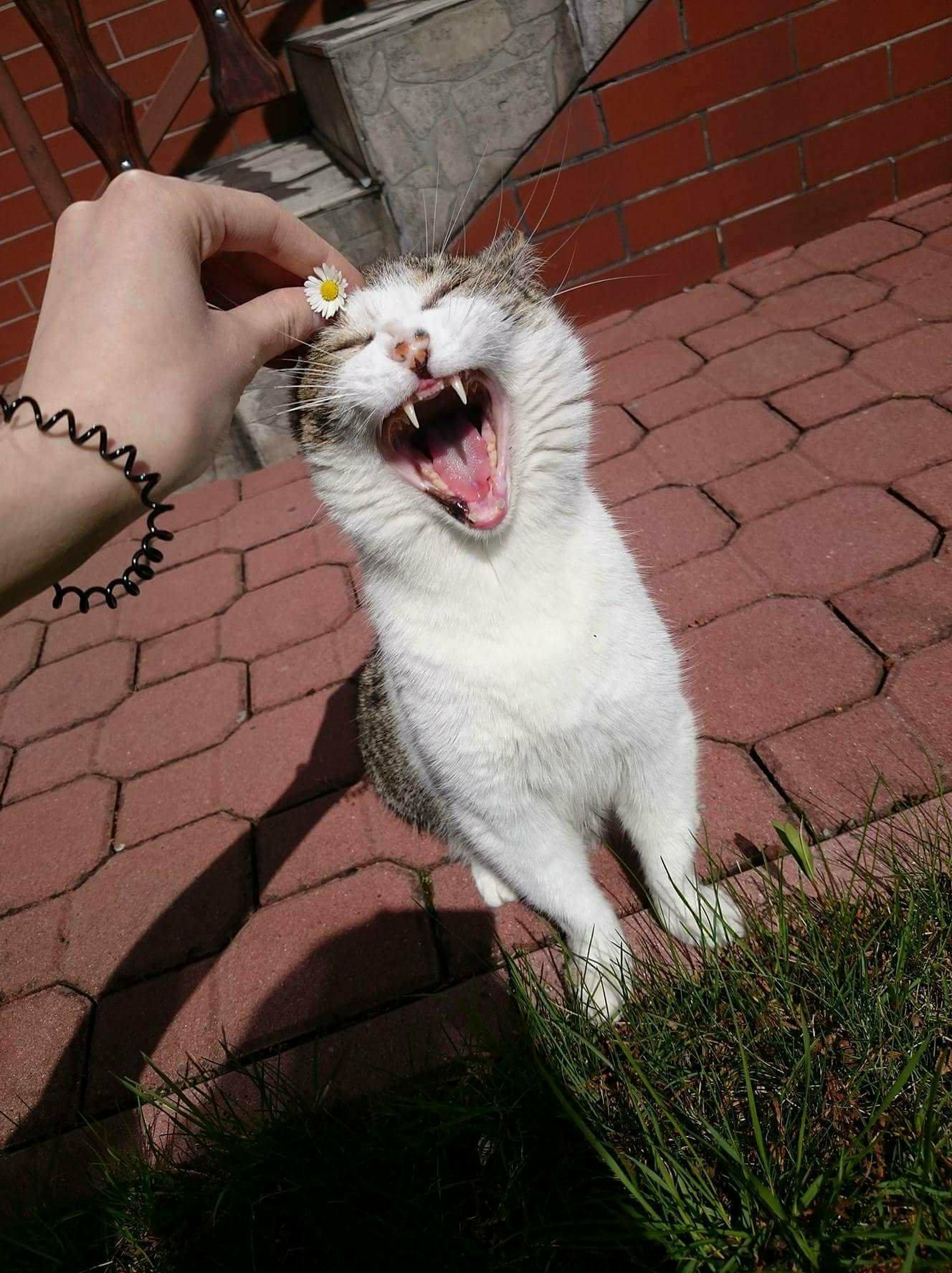 A perfect shot of my kitty r/cats