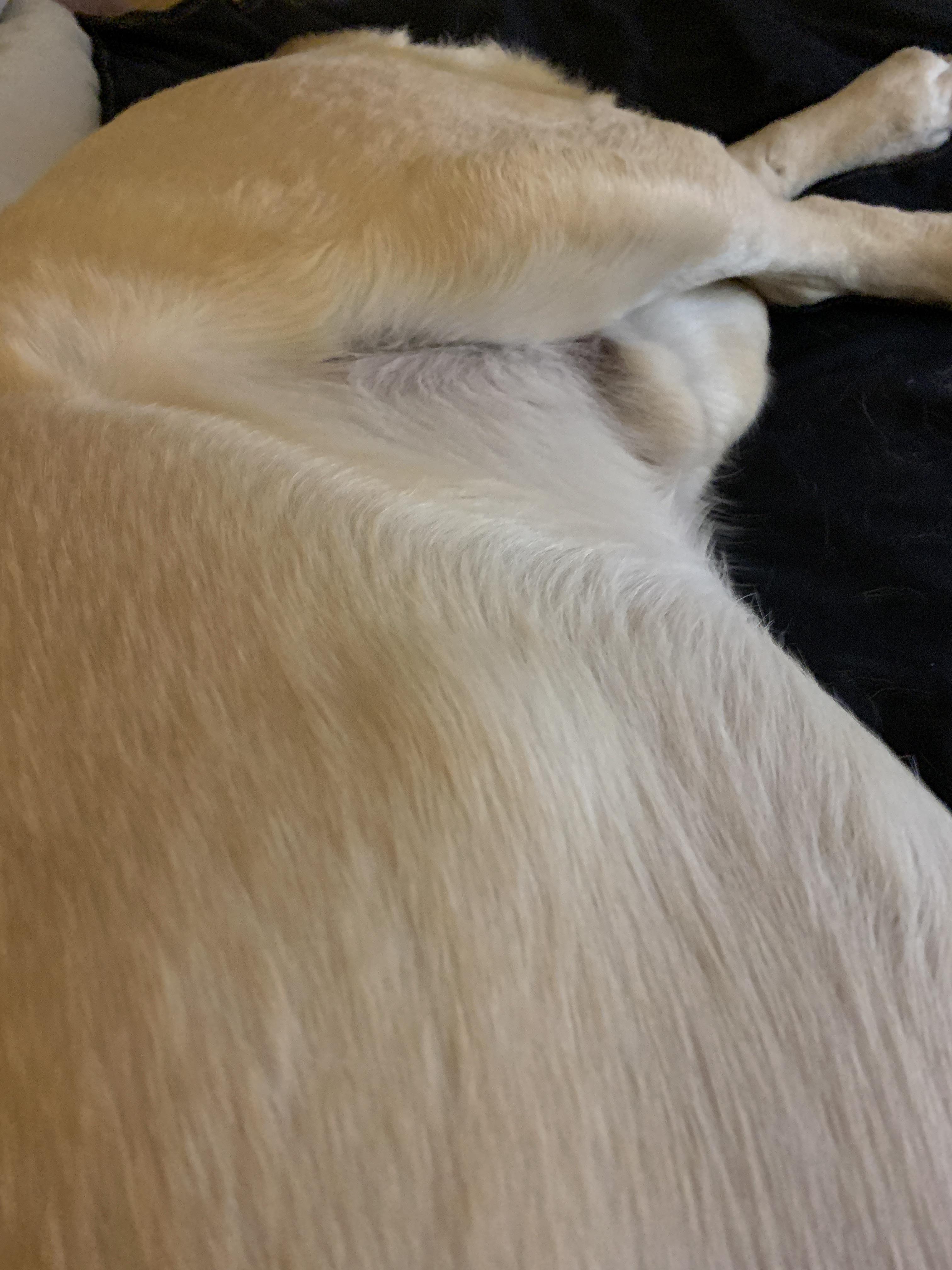 Are Dog Lipomas Hard