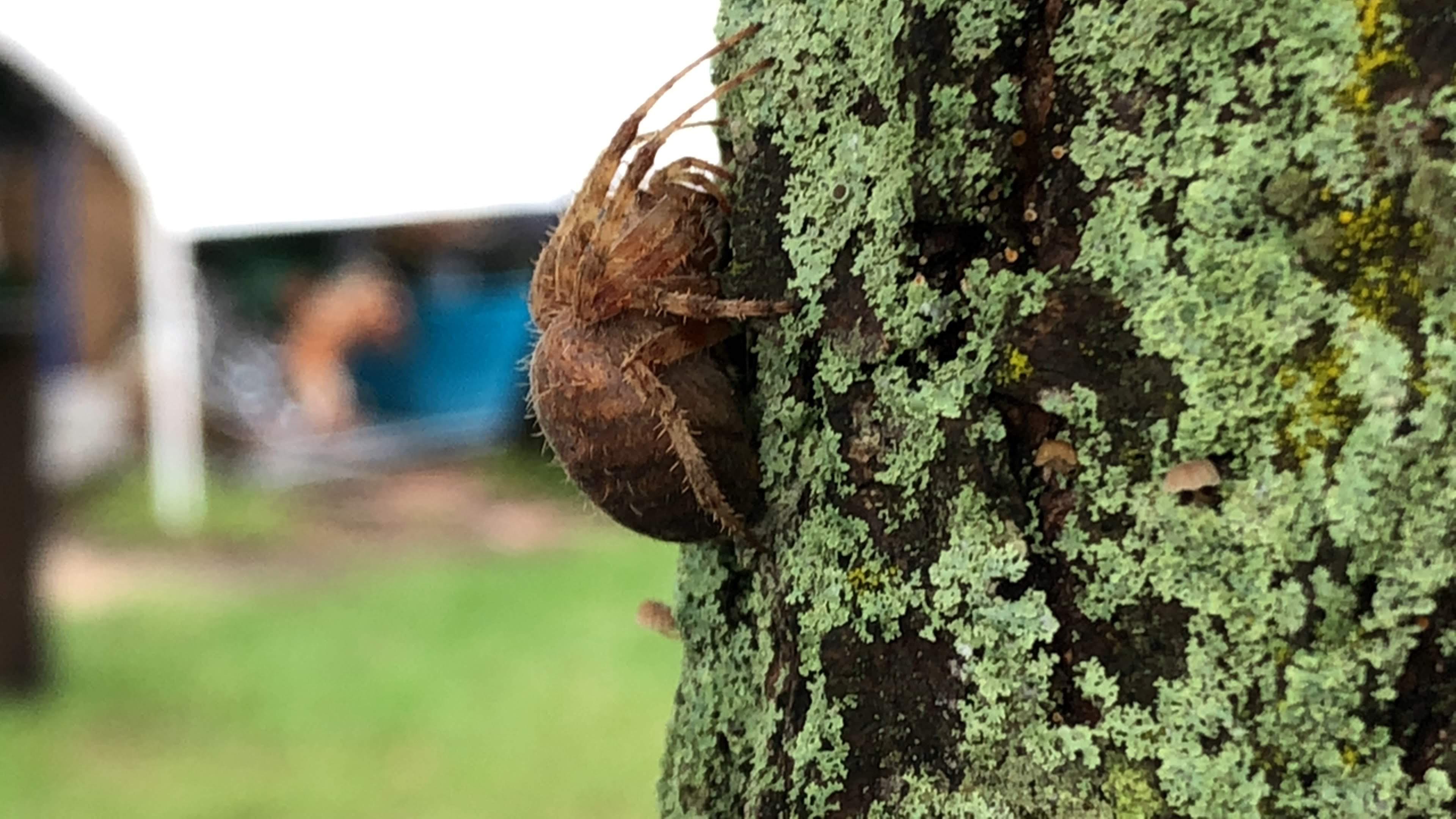 ID please! Long Island, New York. spiders