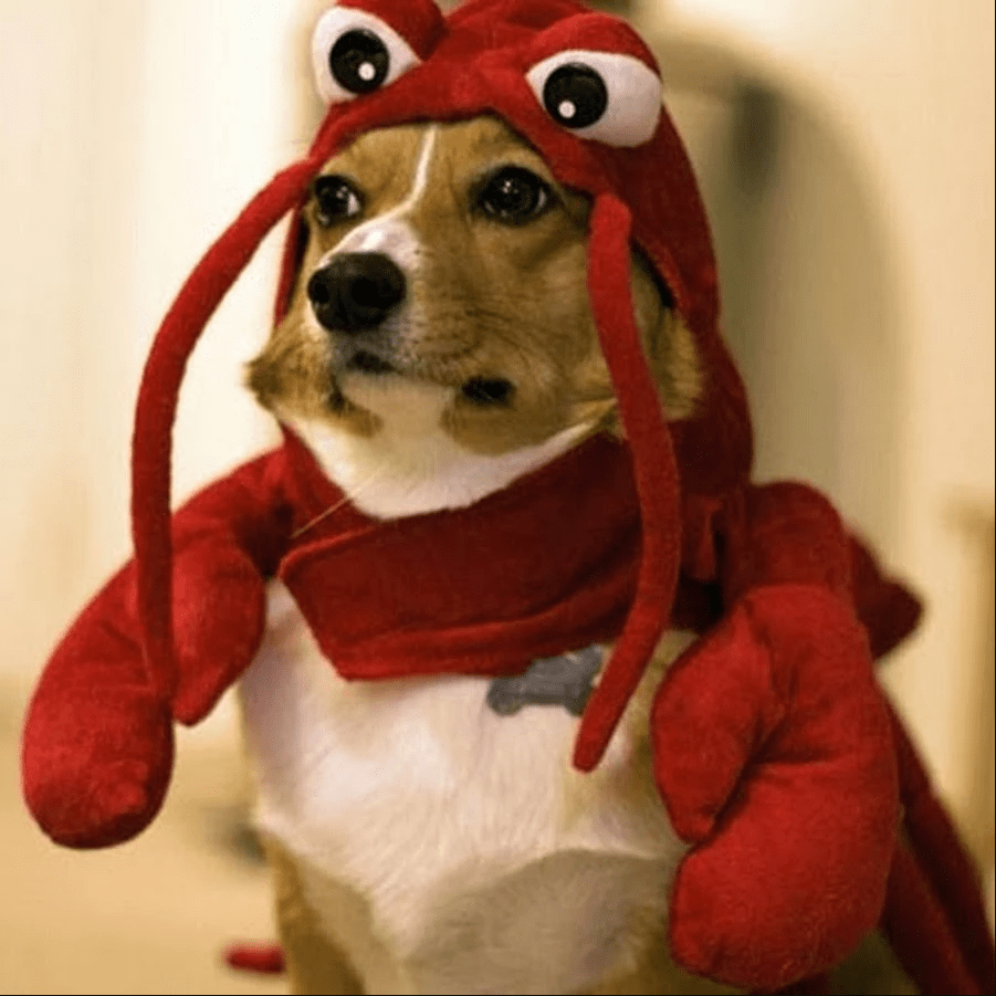 Cute lobster! r/aww