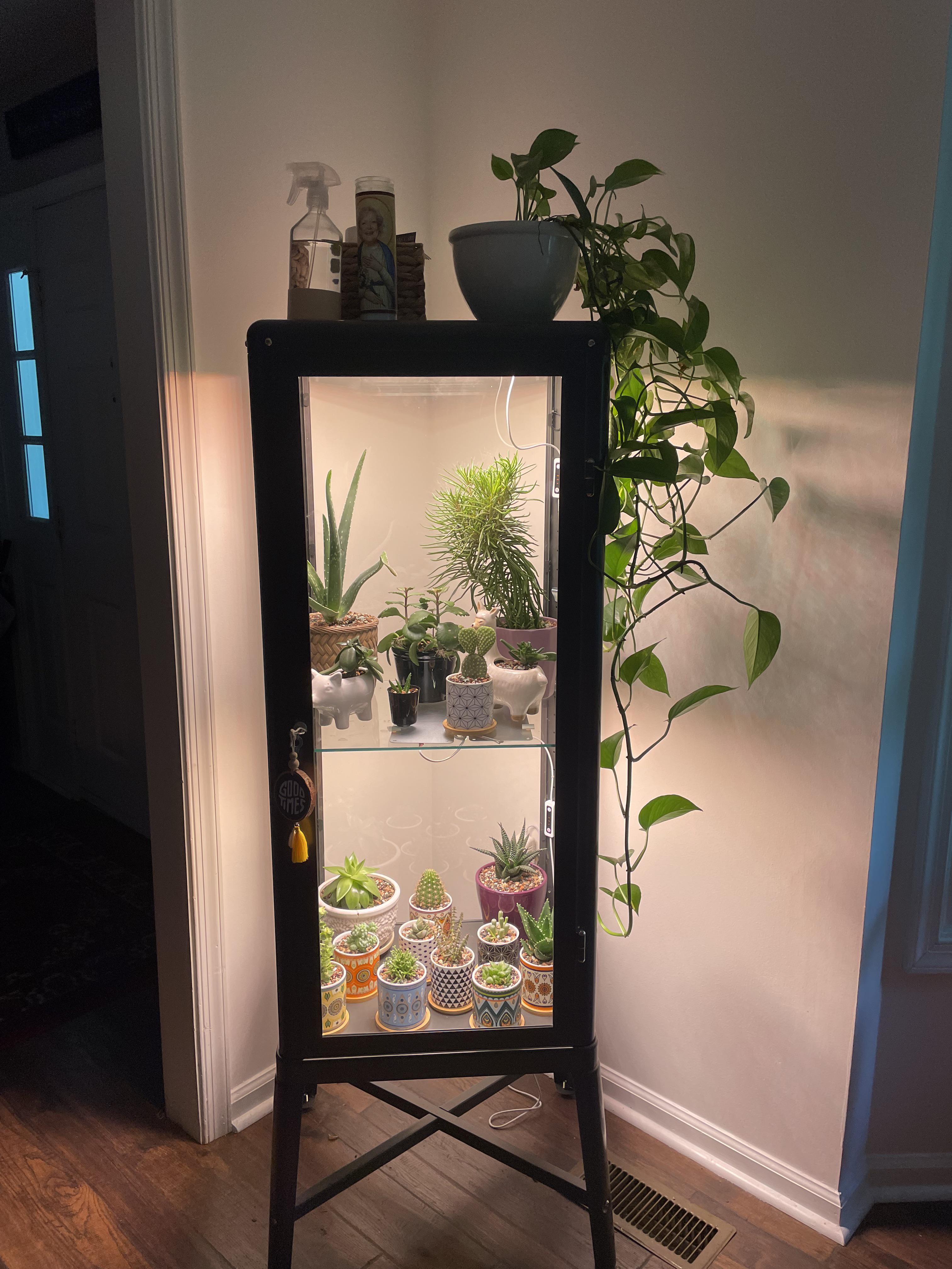 IKEA hack grow for my succulents & cacti r/houseplants