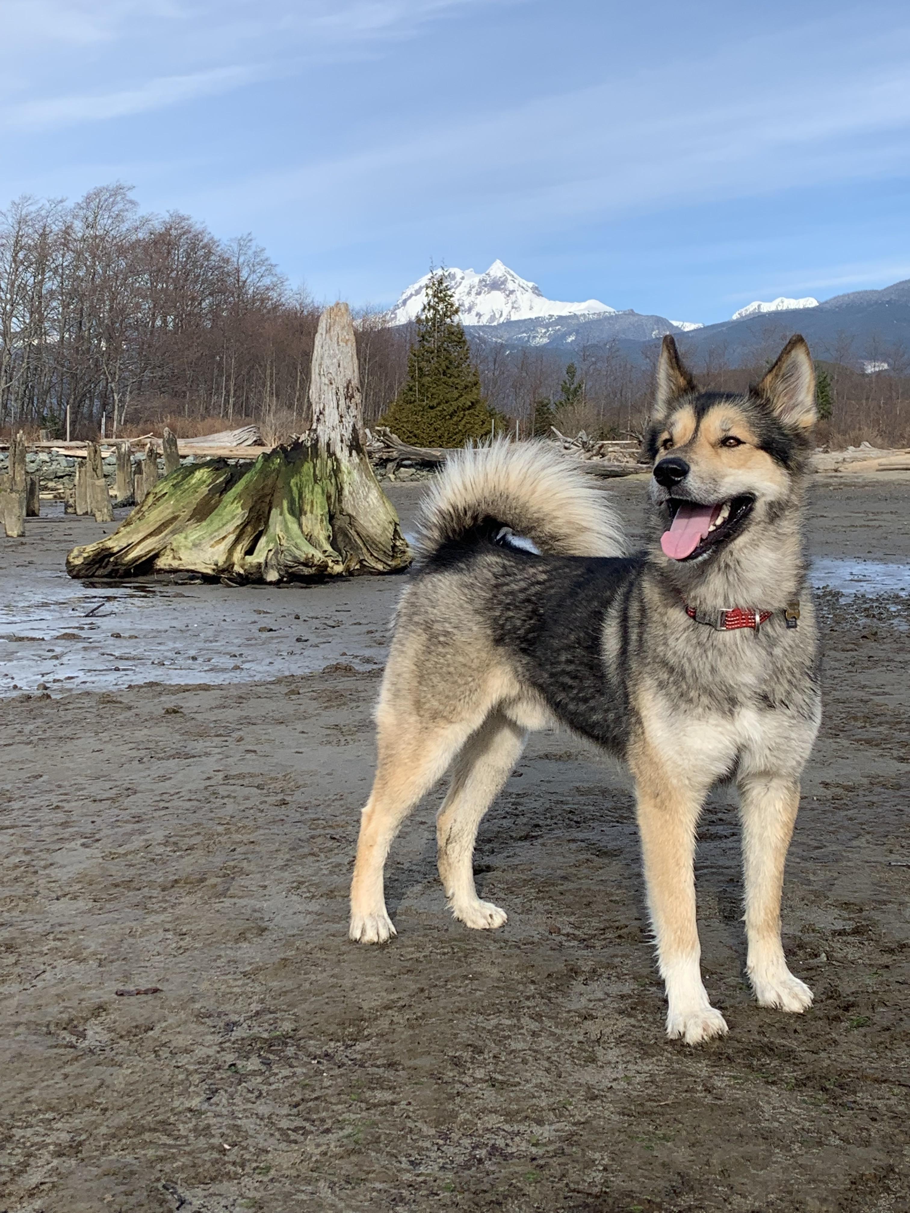 Our happy Husky/shepherd mix. We adopted him 2 weeks ago, already off
