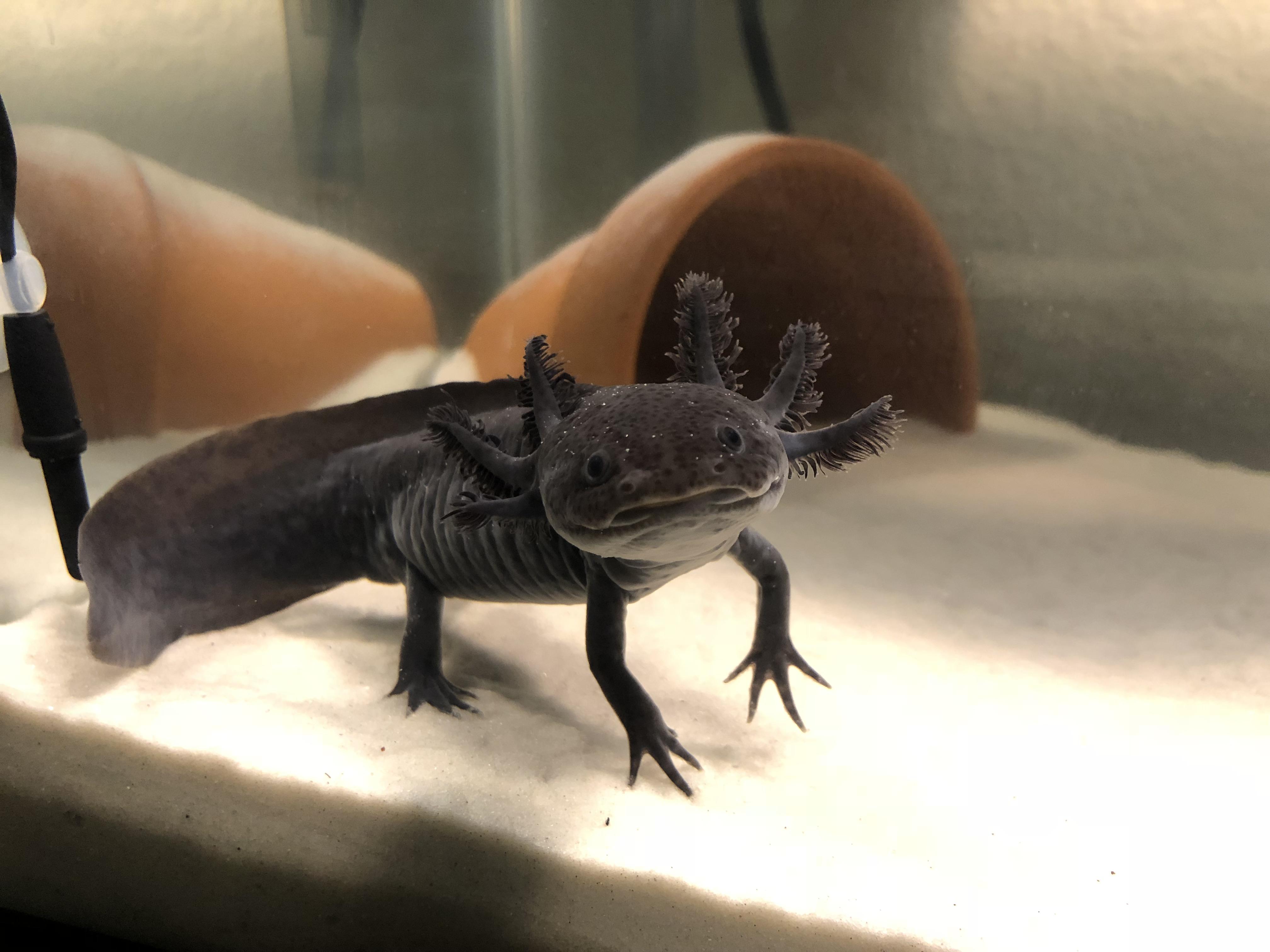 Im in the process of moving my kids into a new tank and I can take such