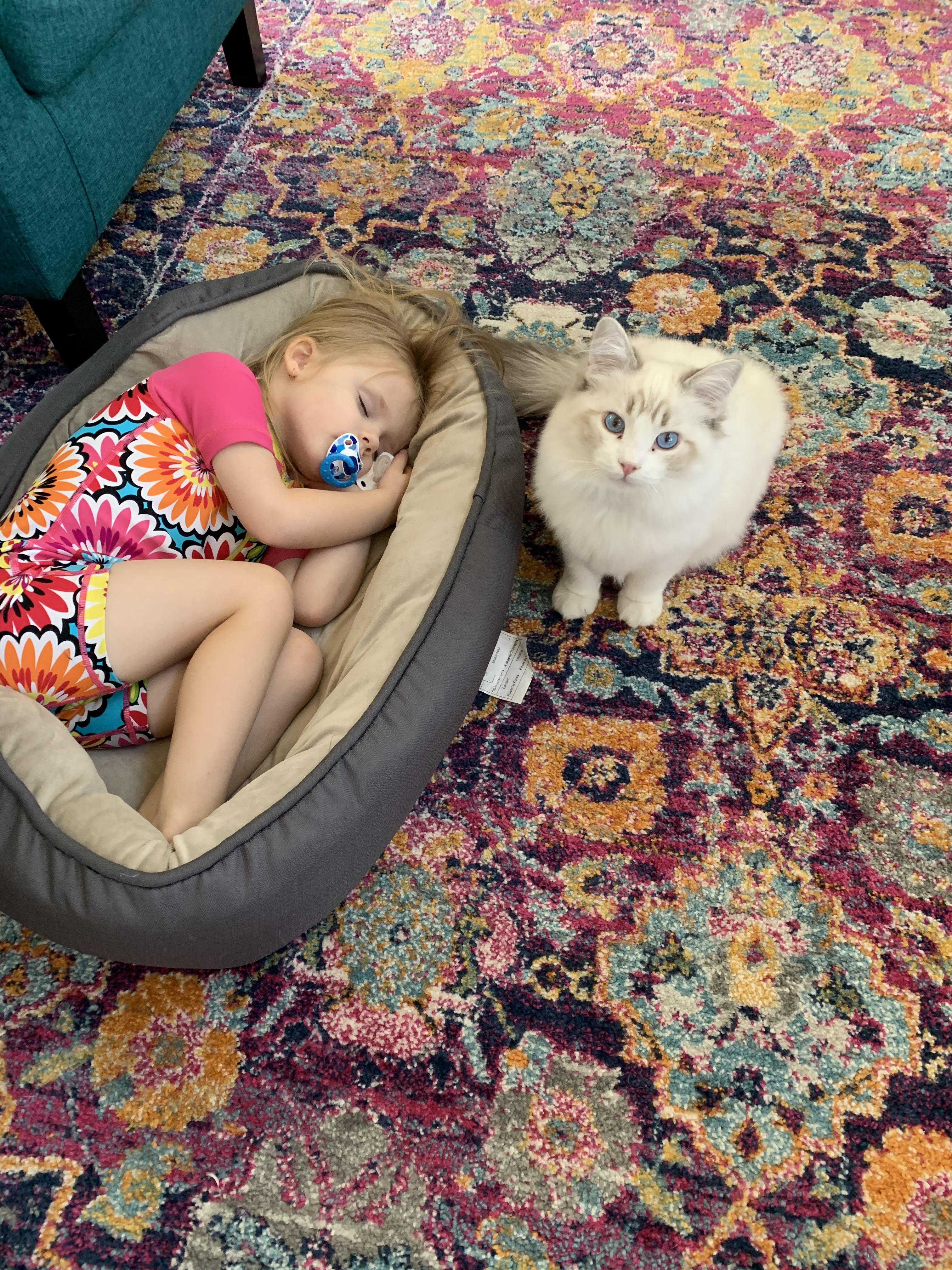 Cat Bed Shaped Like Human Bed Photos All