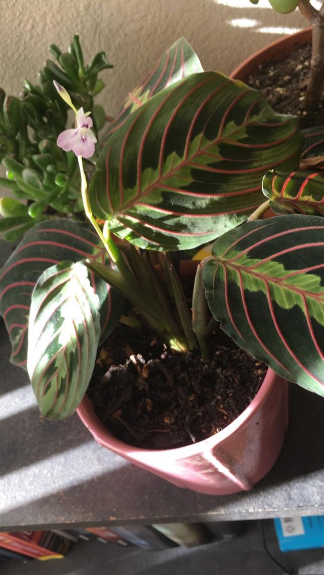 My prayer plant flowered!! r/houseplants