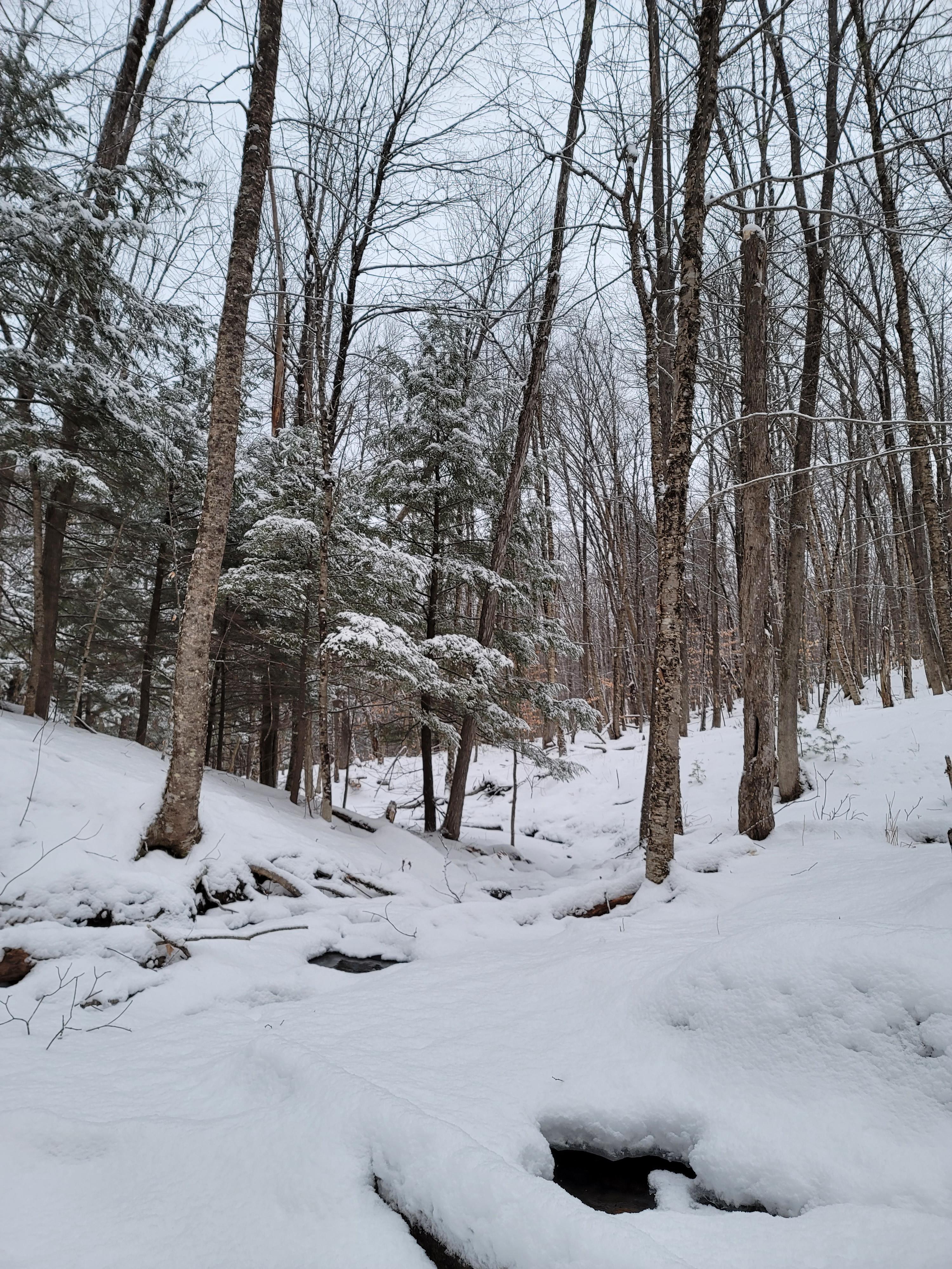 Forest stream in January. Etna, New Hampshire [3000×4000] [oc] r