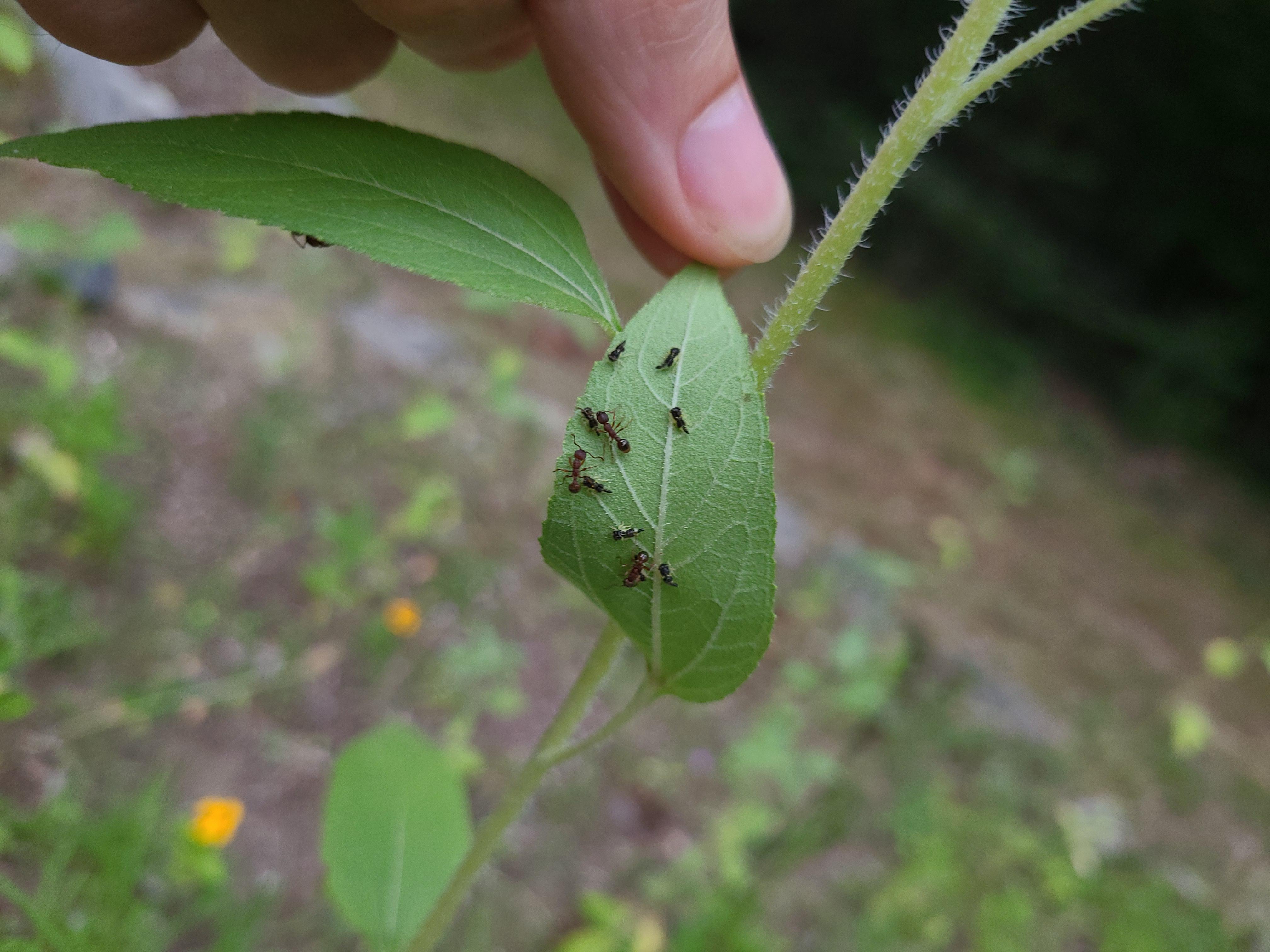 What's this bug and is it killing my sunflowers? Not the ants, but the