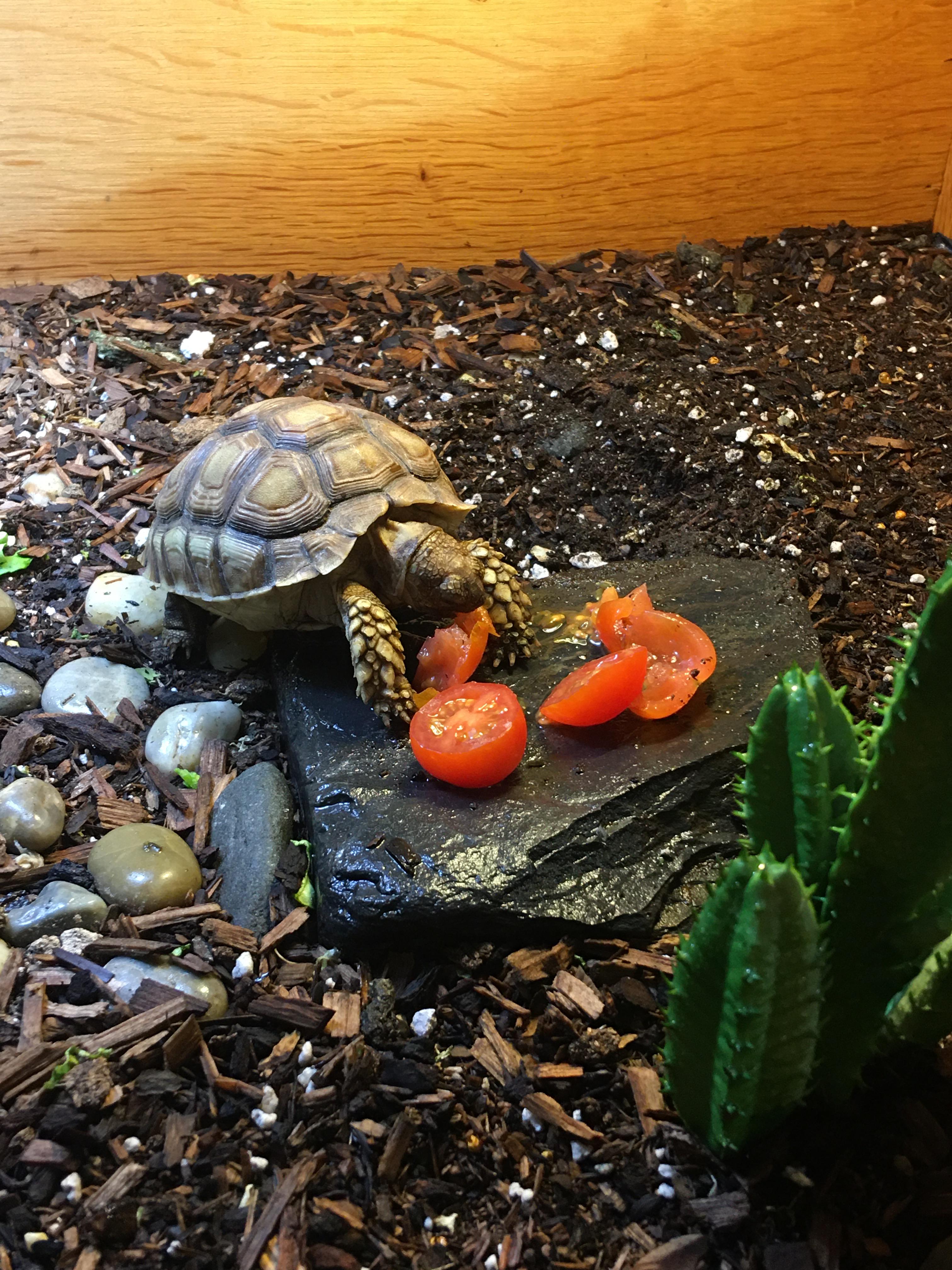 Ms. T going to town on some cherry tomatoes. r/tortoise