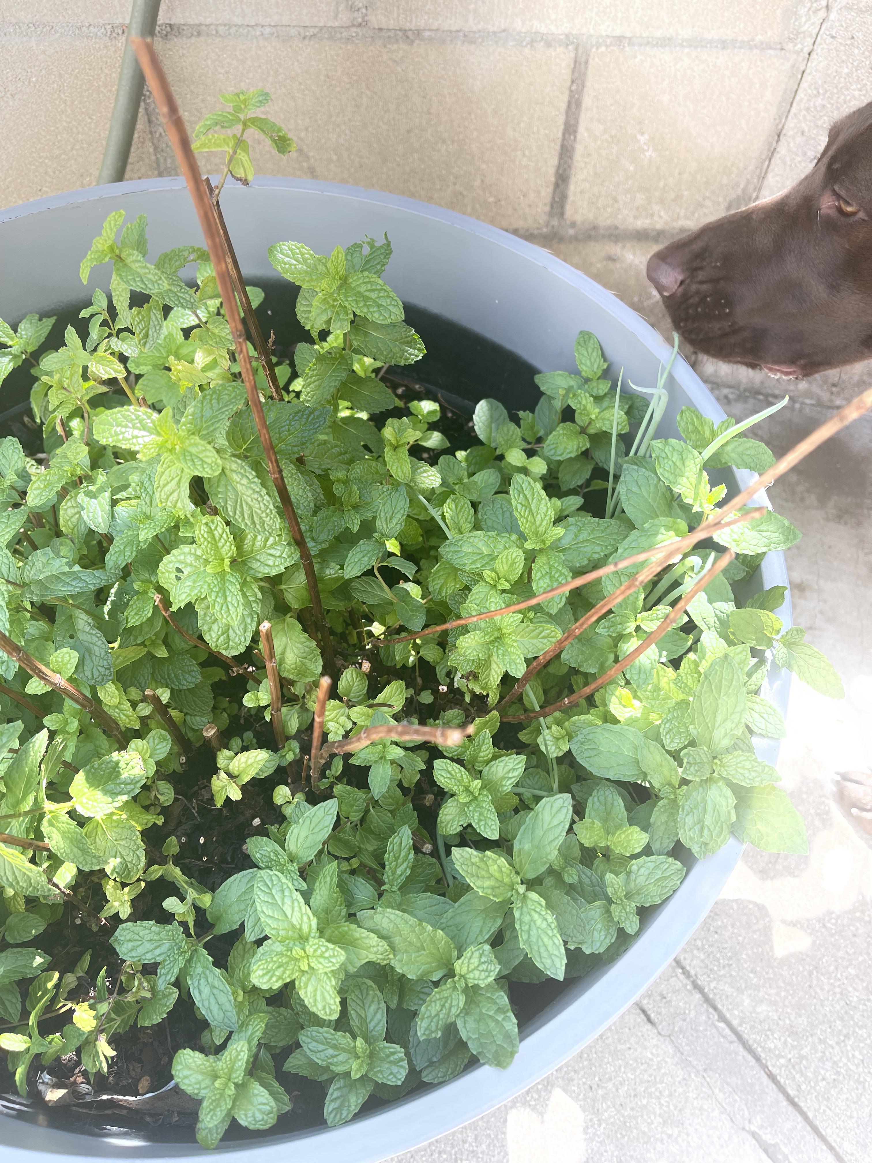 Will the mints without leaves keep growing? They’re hollow inside and