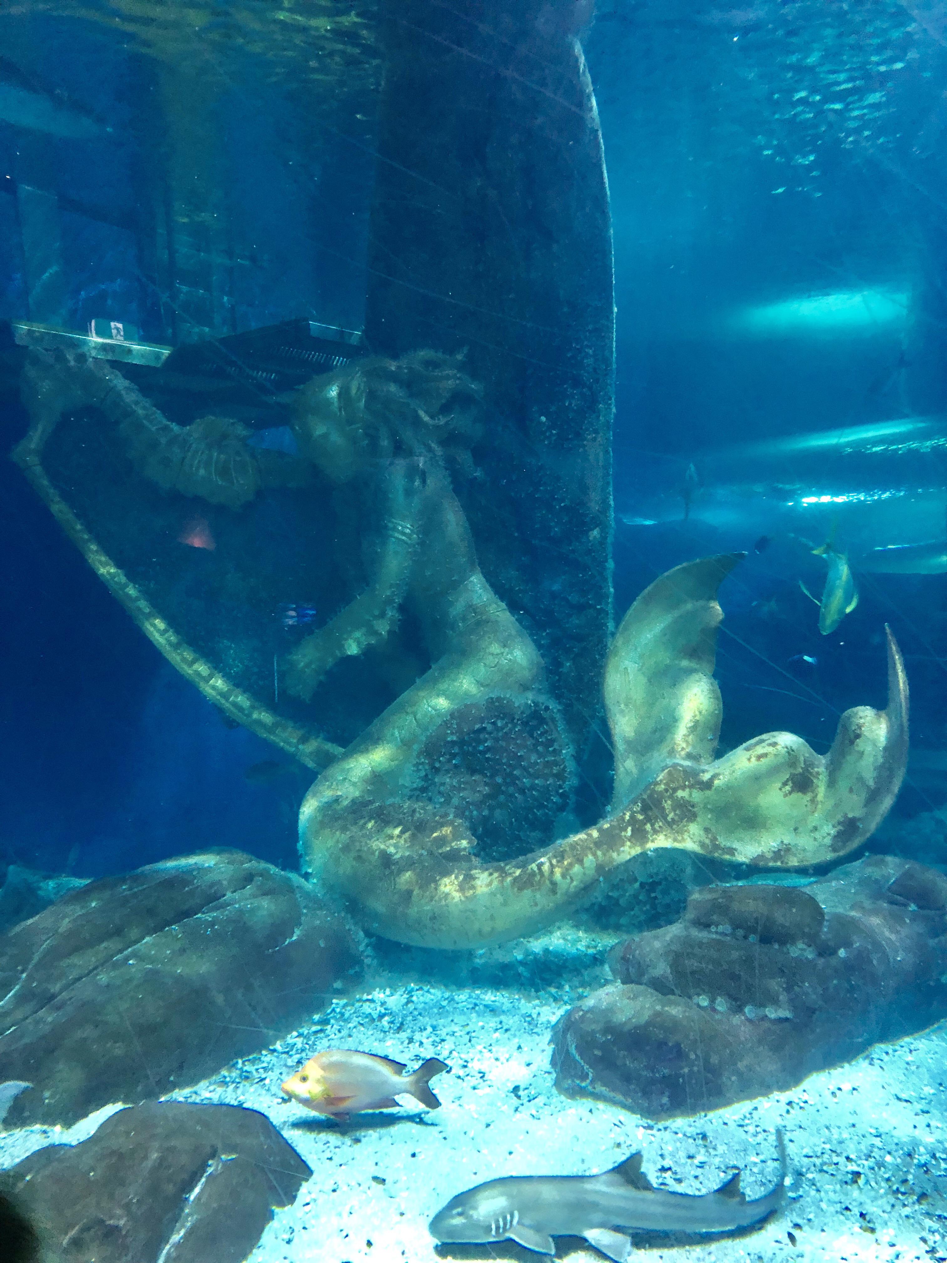A mermaid statue at the Melbourne Aquarium (Australia). I know it’s